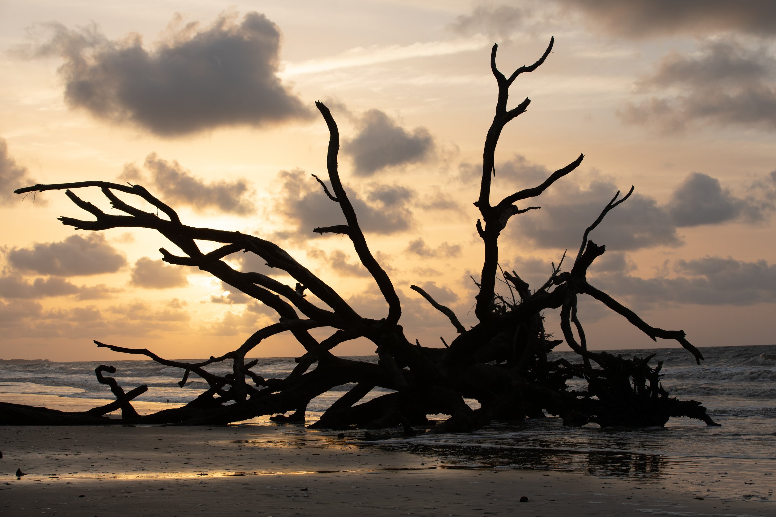 Anatomy of the Shore — Botany Bay