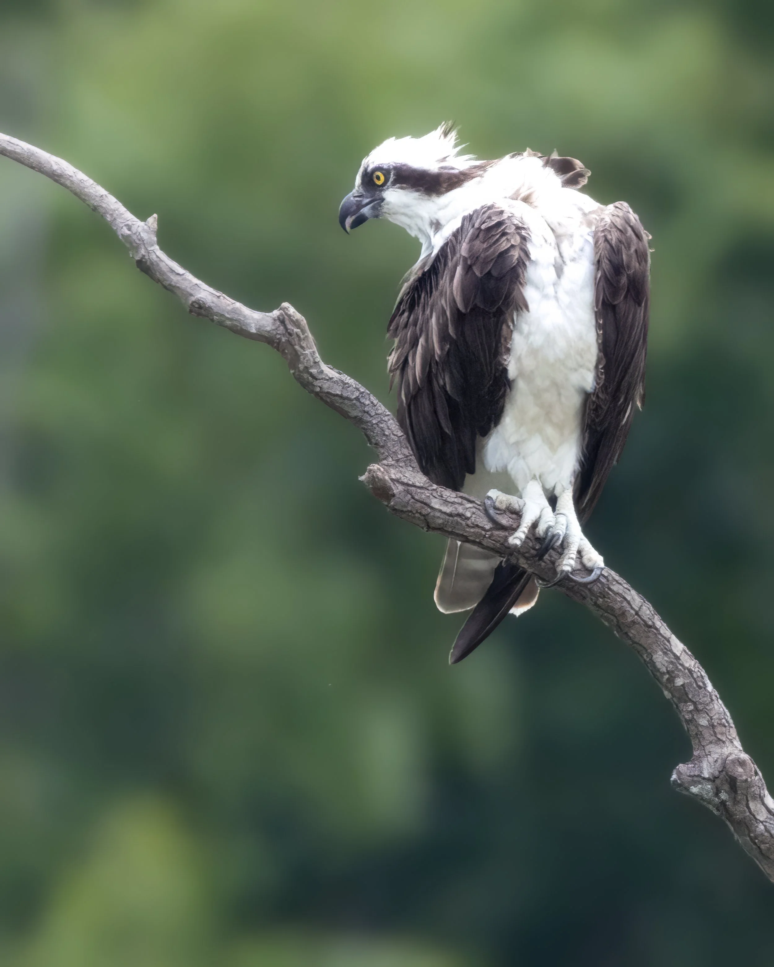 The Watcher - Osprey