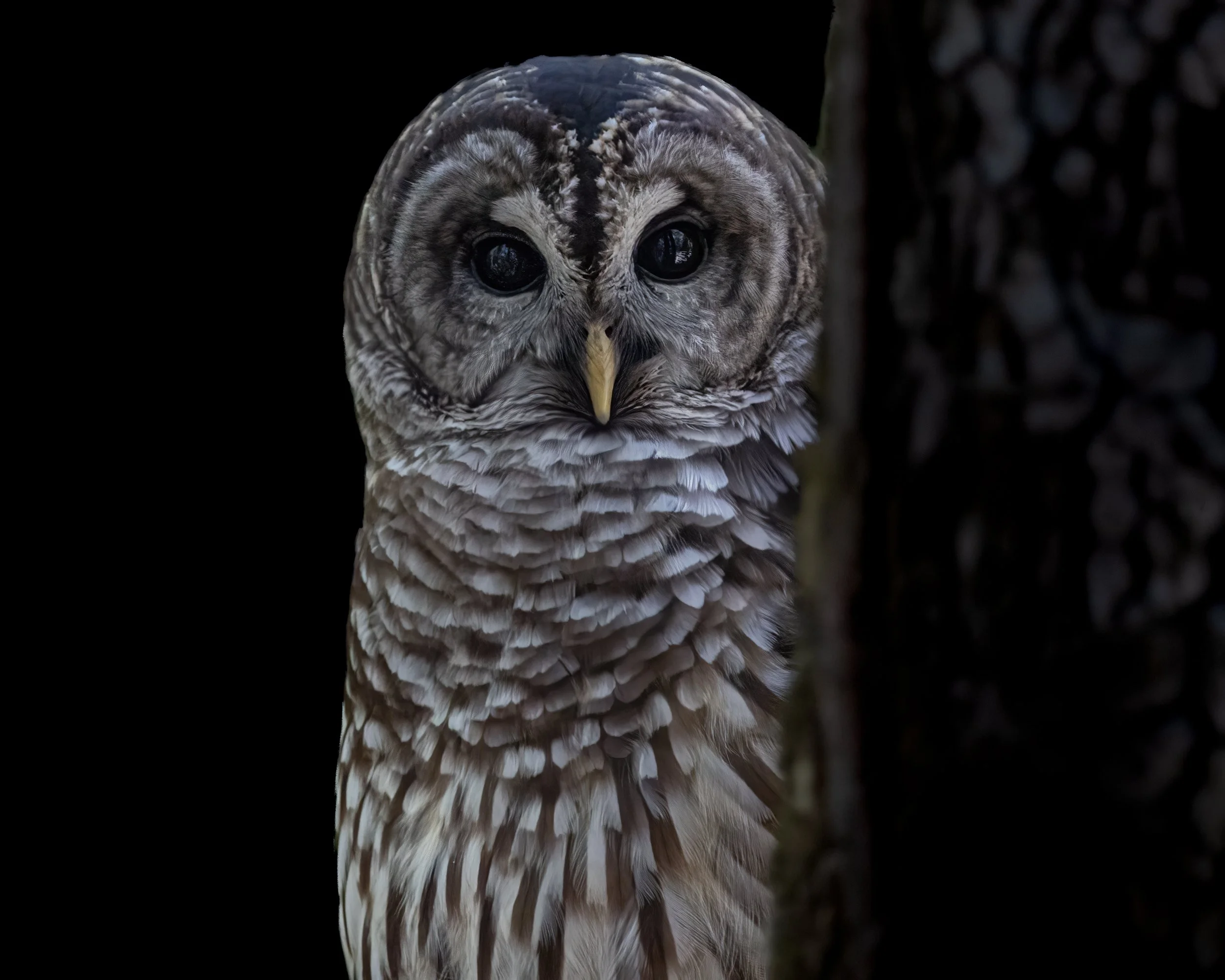 Observer - Barred  Owl