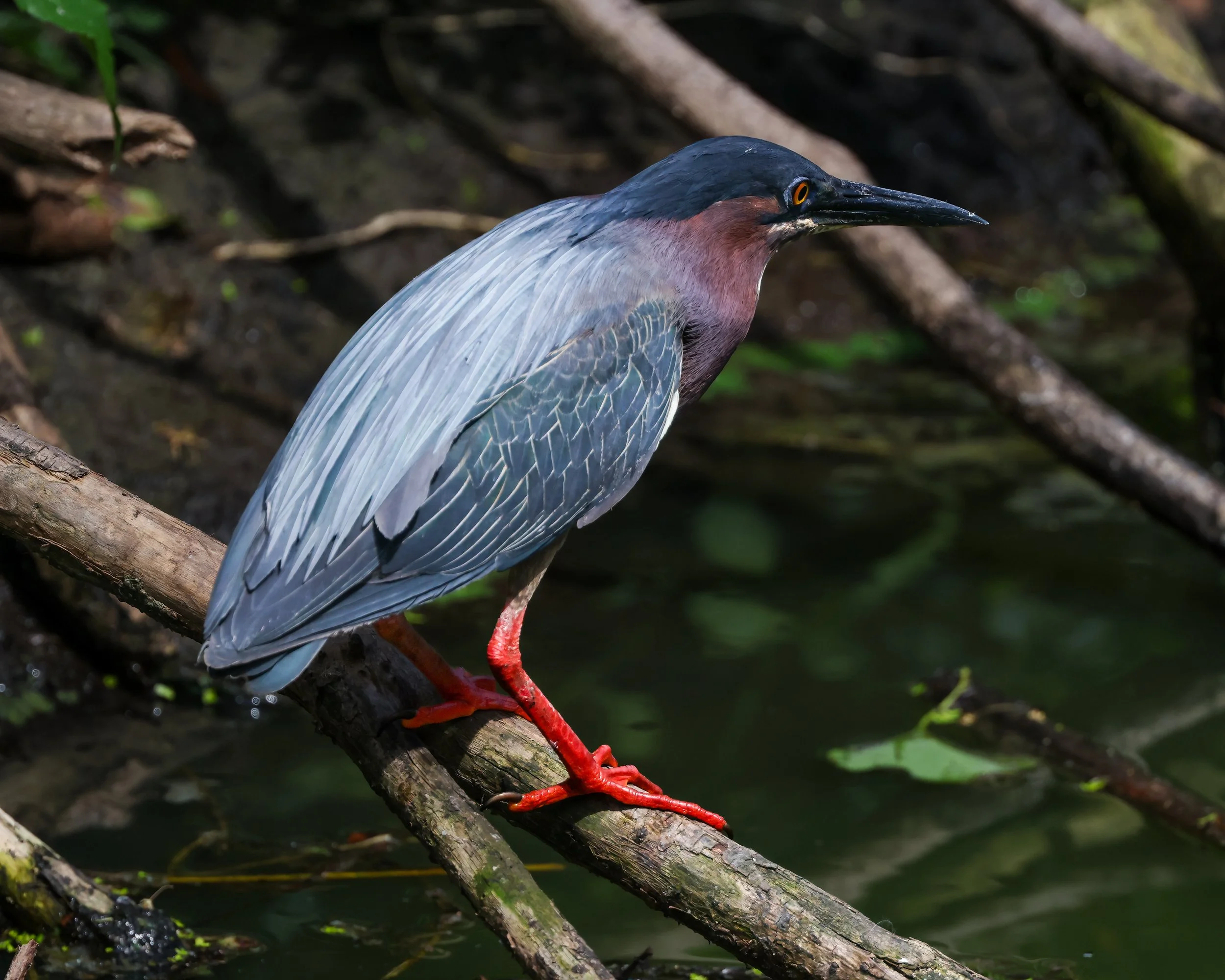 Breeding Colors — Green Heron