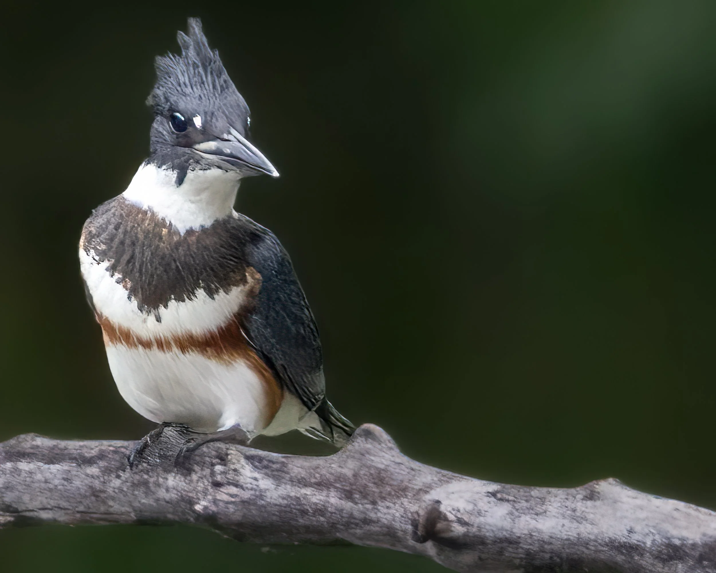 Slate & Rust - Belted Kingfisher