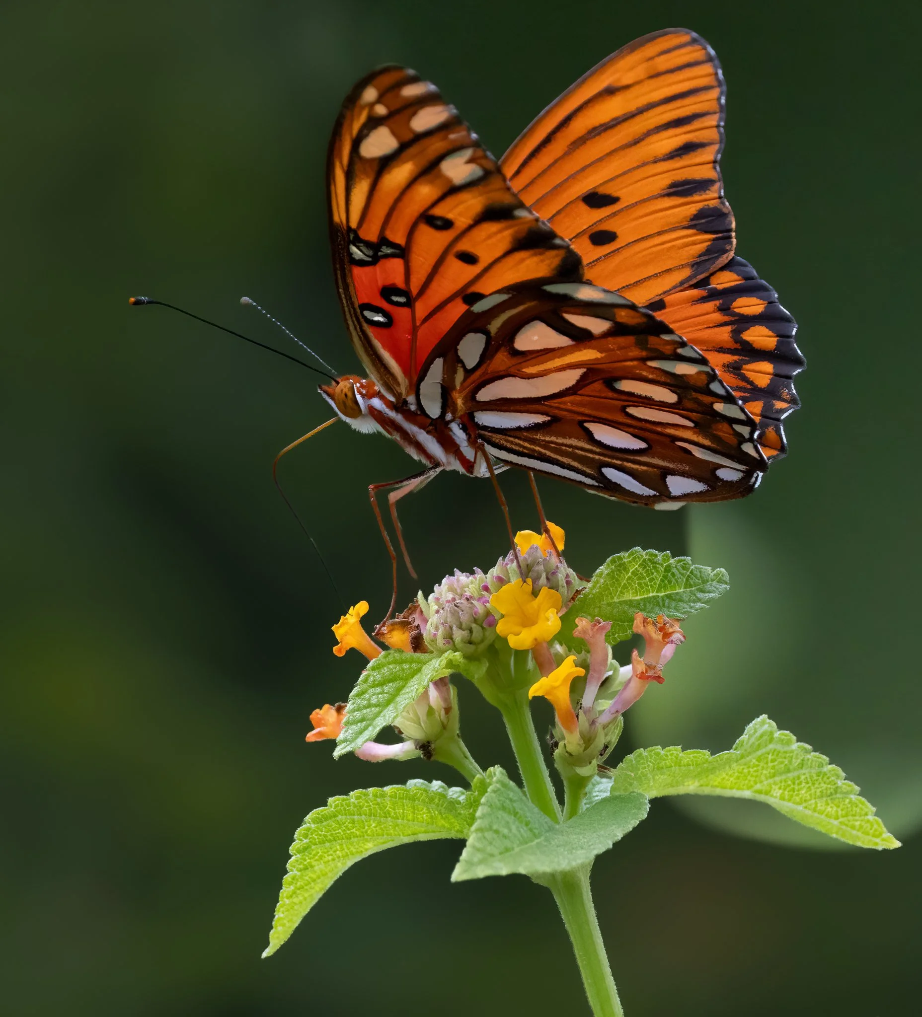 The Macro Kingdom