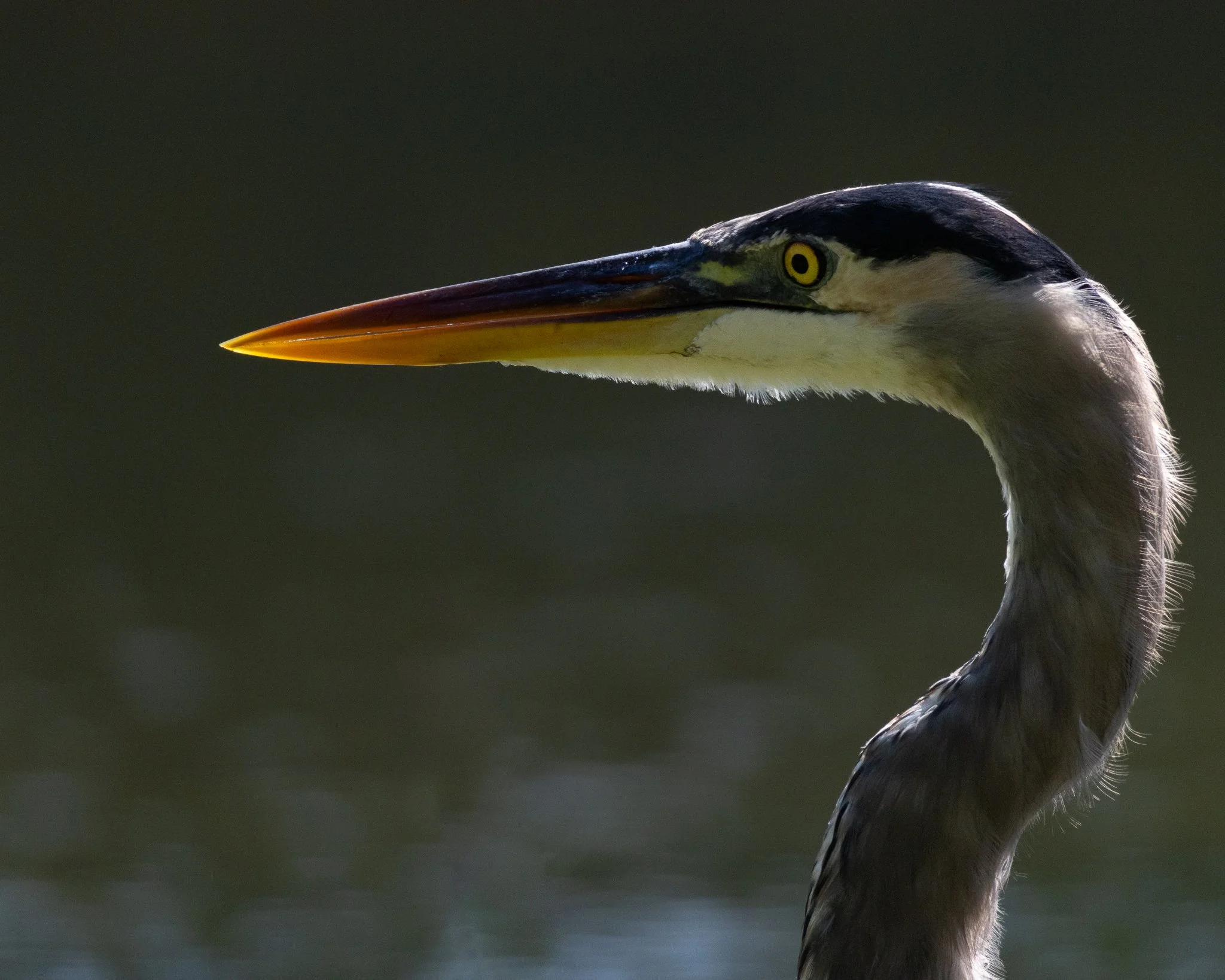 Dusk Transition - Great Blue Heron