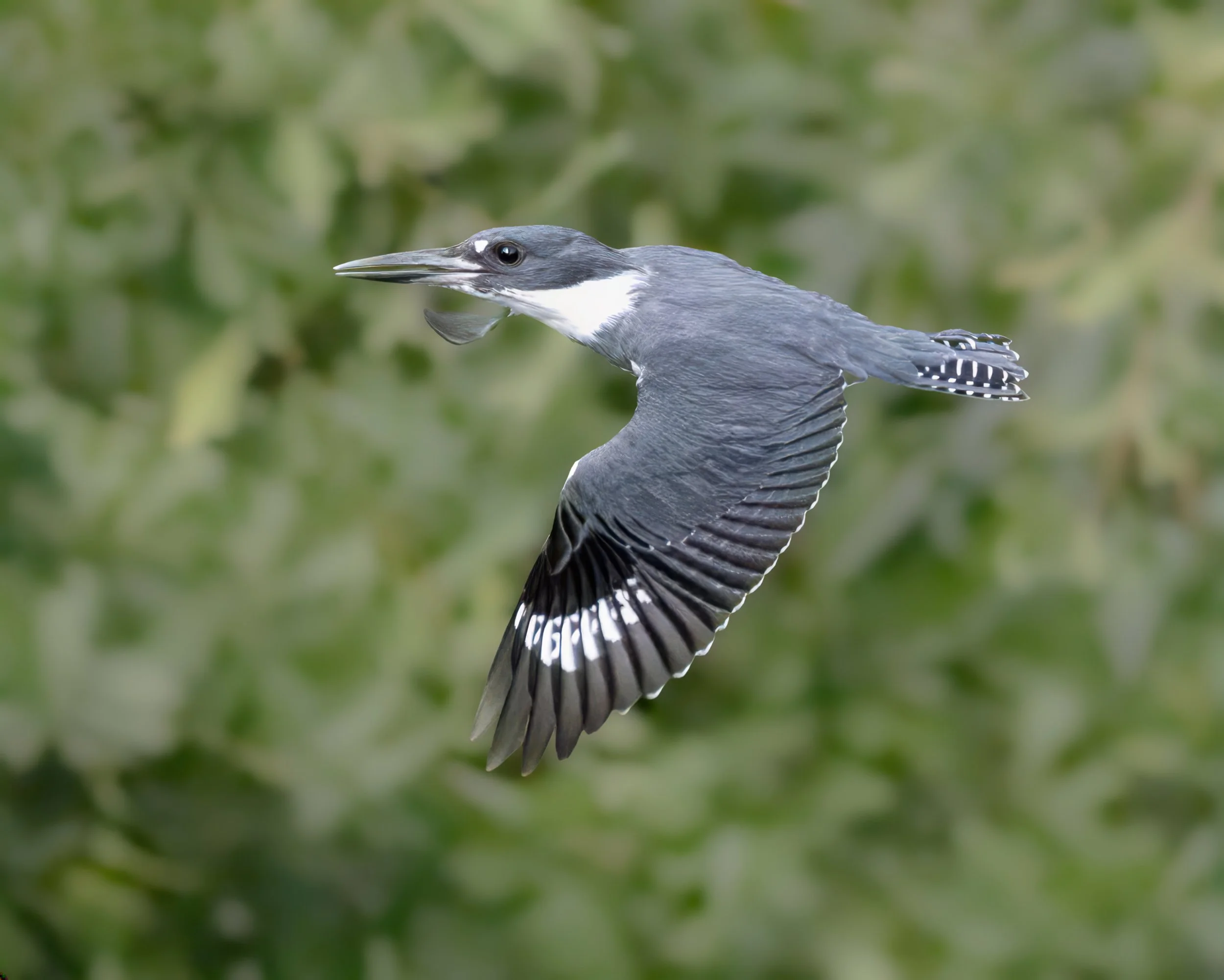 Blue Speed — Belted Kingfisher in Flight