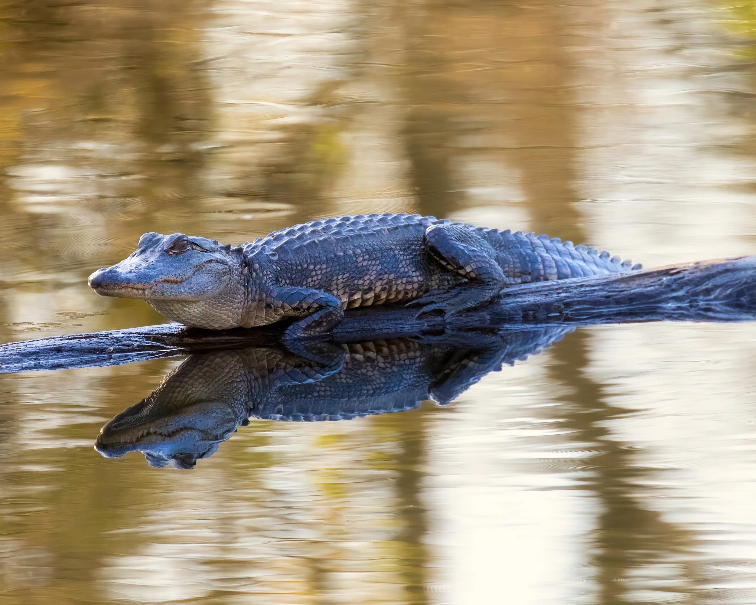Golden Waters — American Alligator
