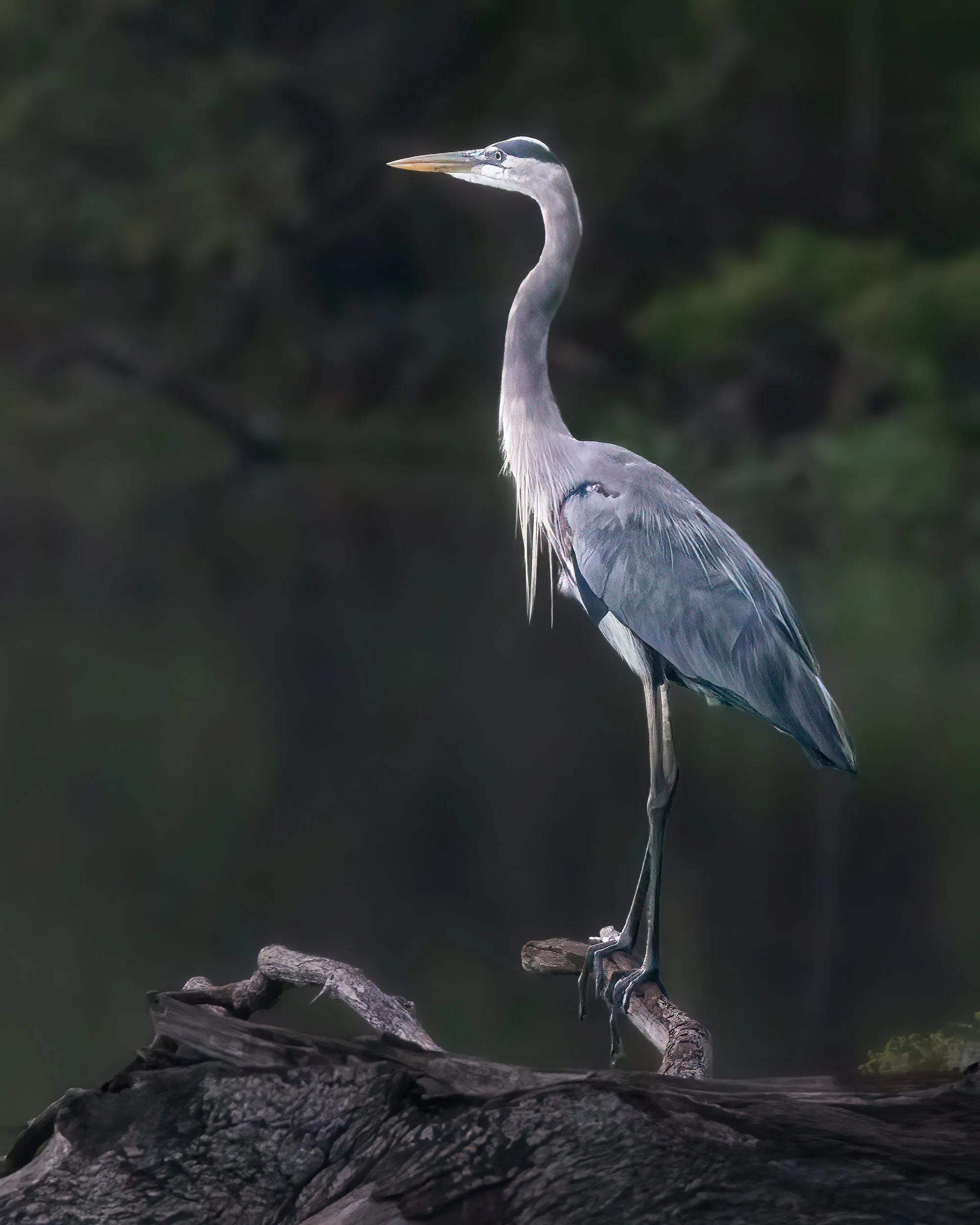 Ascendant - Great Blue Heron