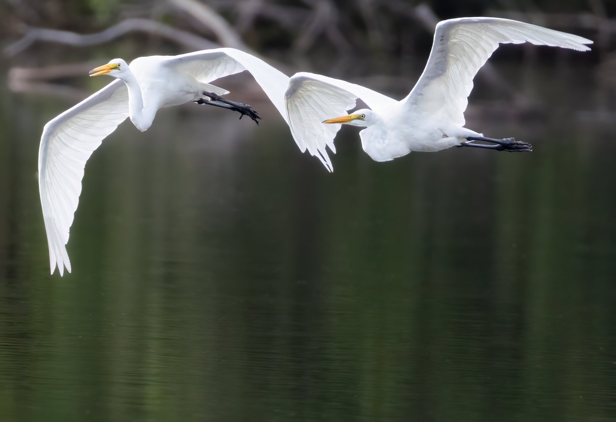 Synchronicity — Great Egrets in Flight