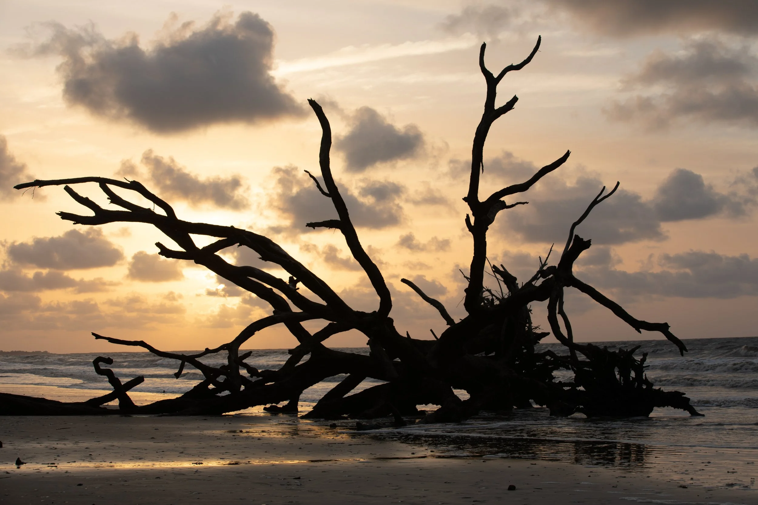 The Coastal Canvas
