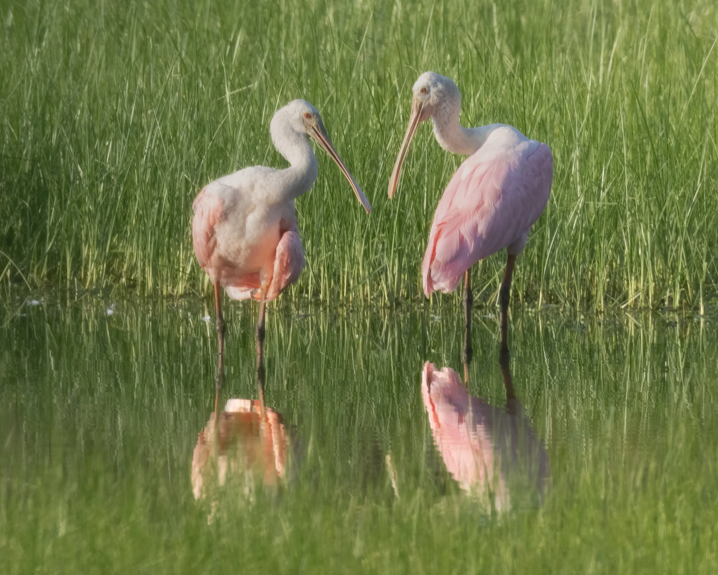 The Conversation — Roseate Spoonbills