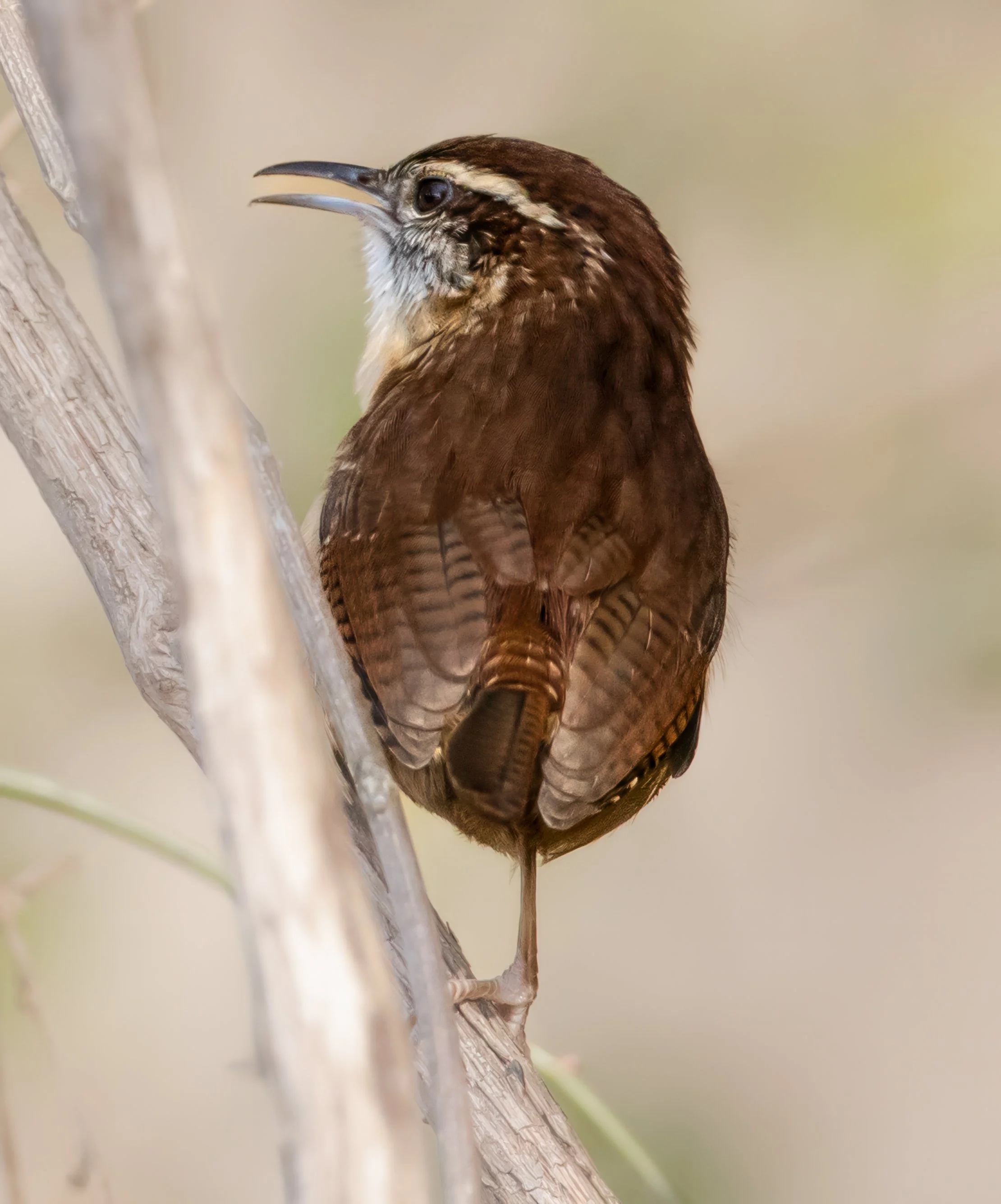 The Minstrel — Carolina Wren