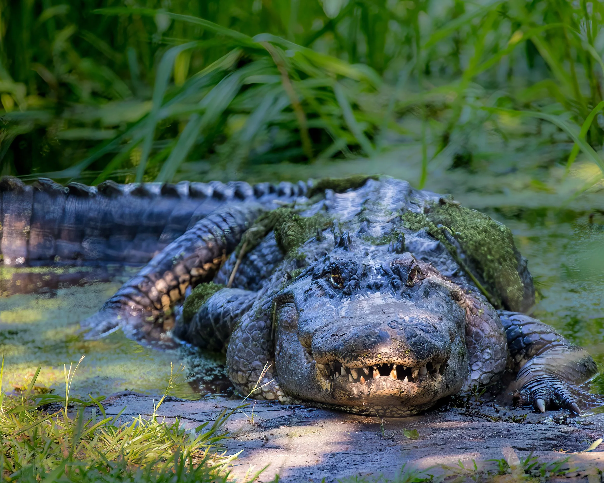 Apex — American Alligator