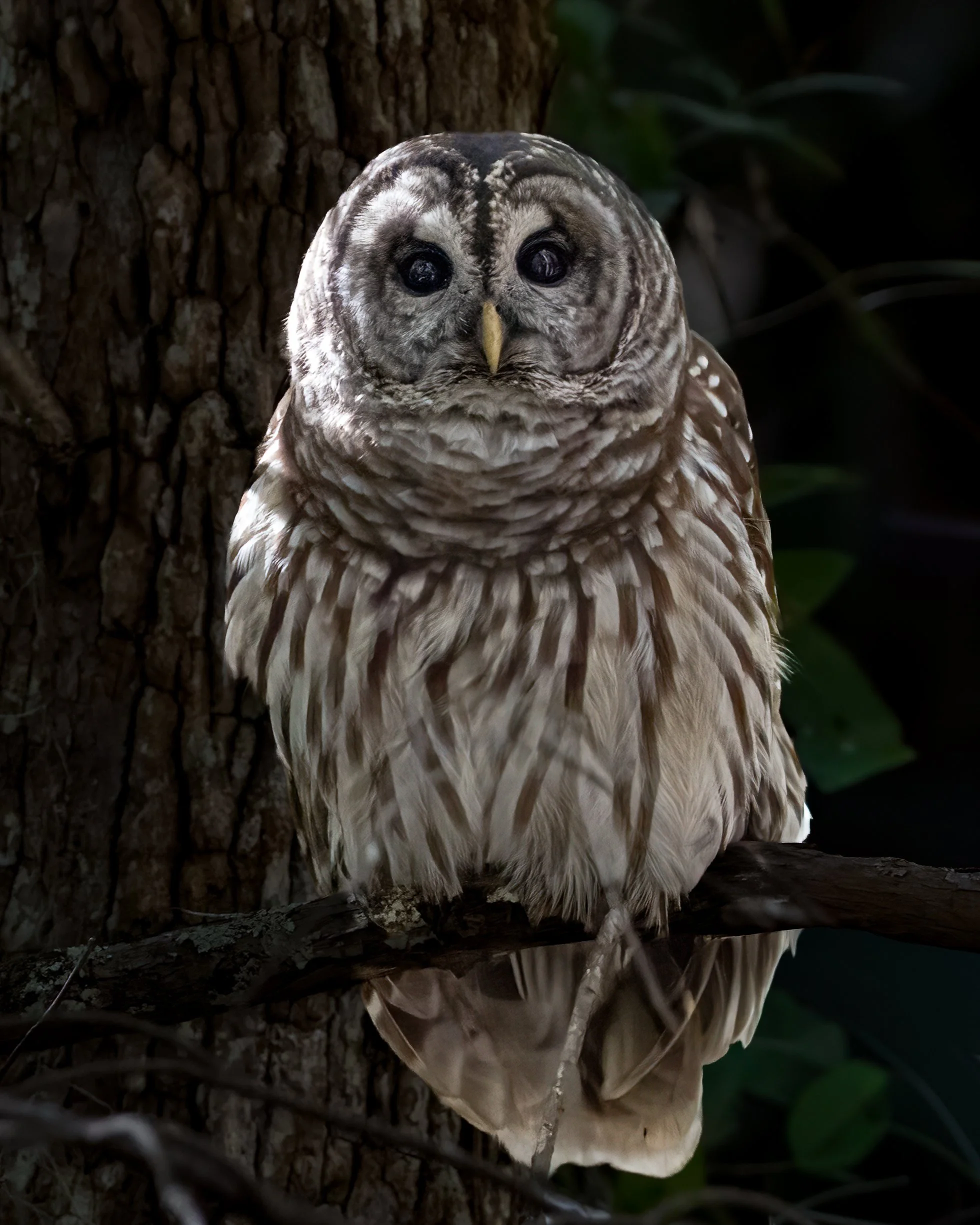 Monarch of the Swamp - Barred Owl