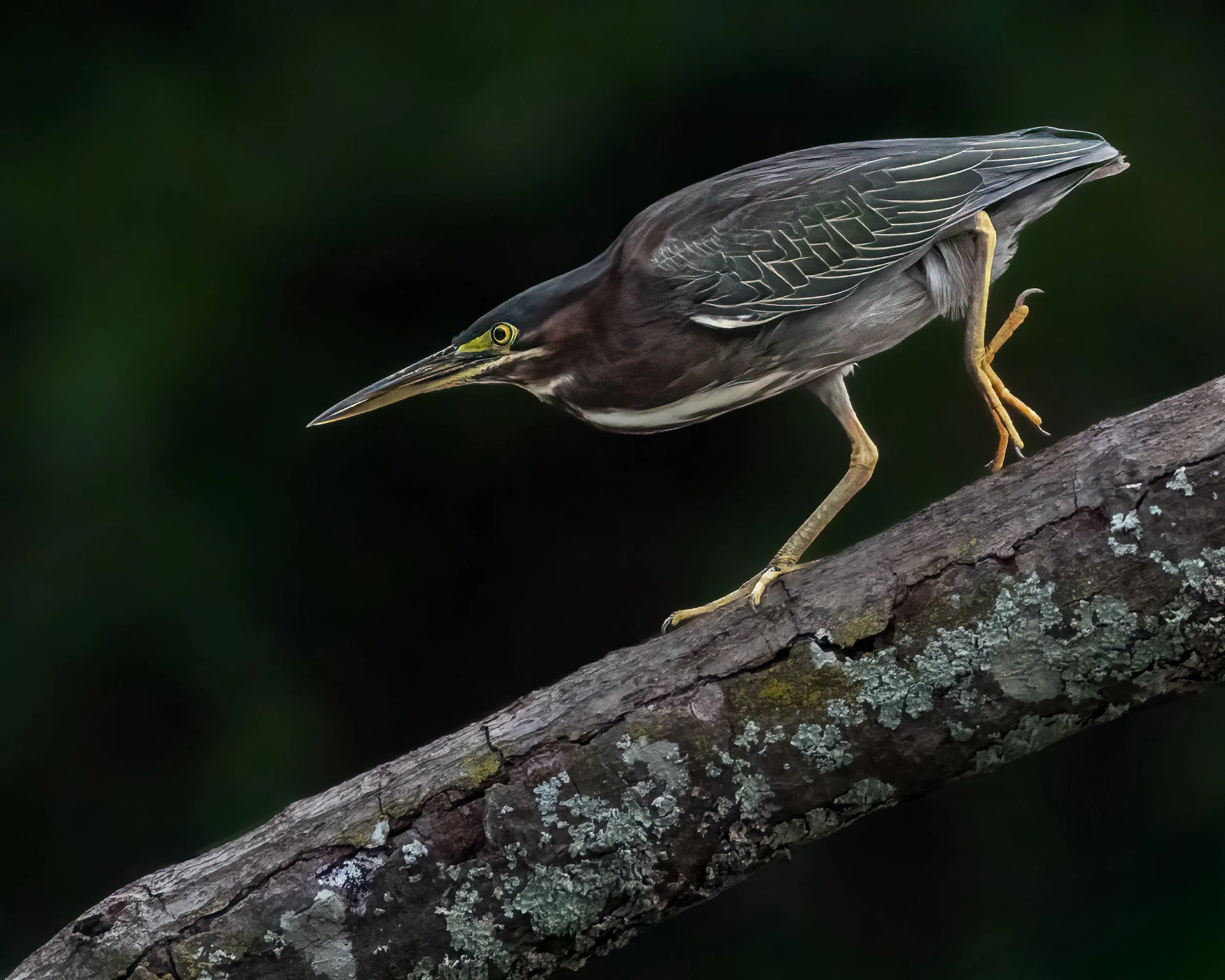 Coiled Tension - Green Heron