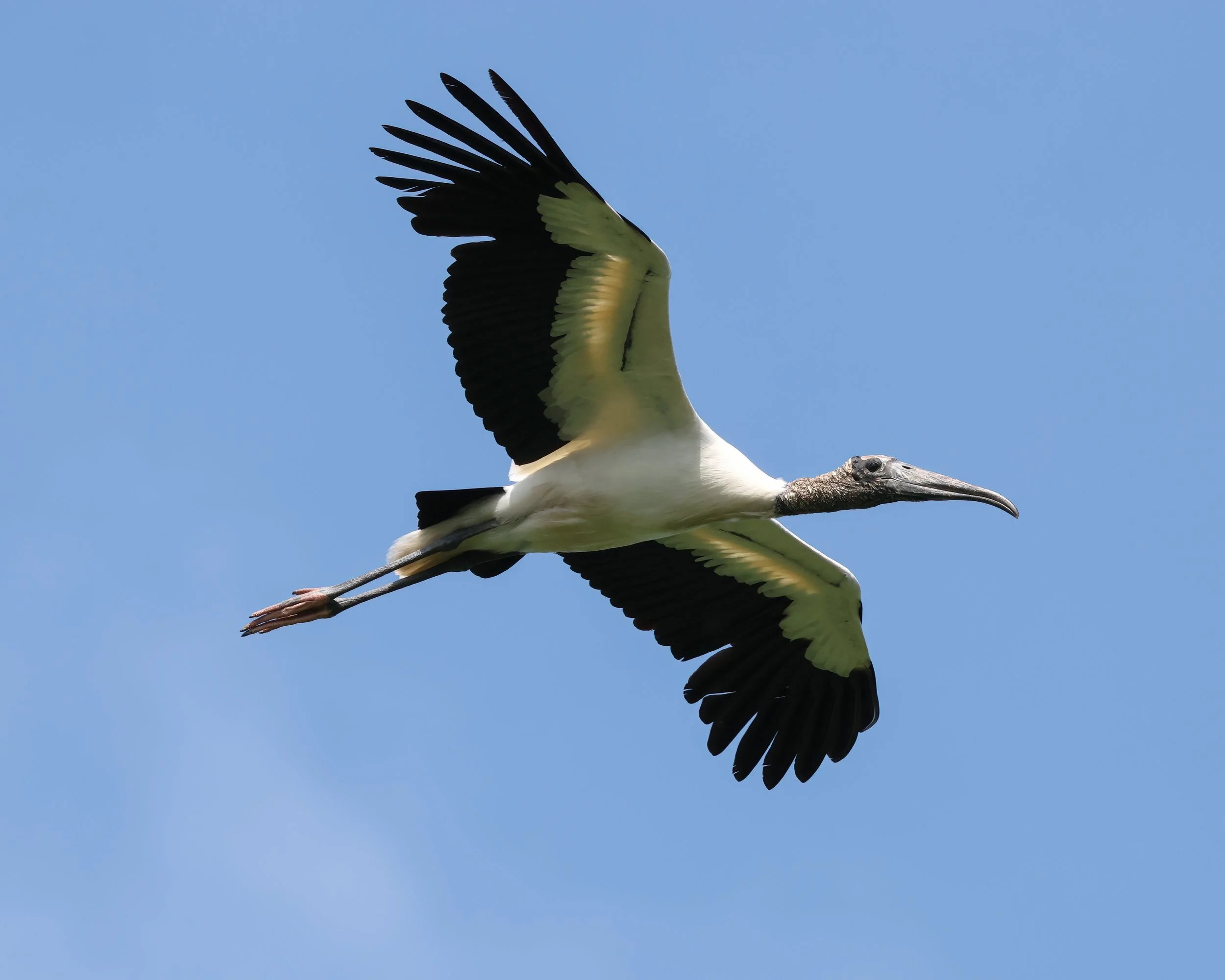 Soaring Thermal — Wood Stork