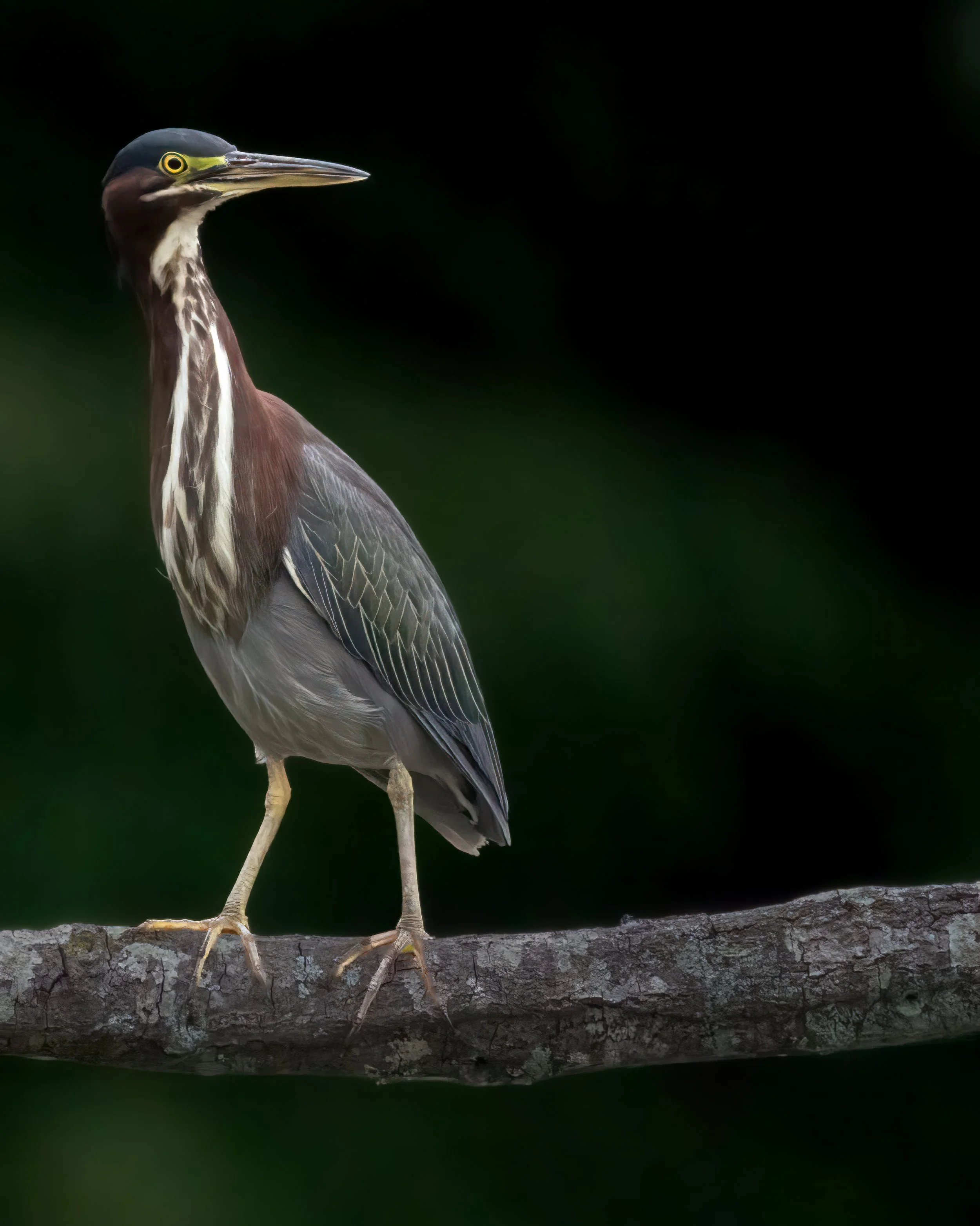 Verdant Echo - Green Heron