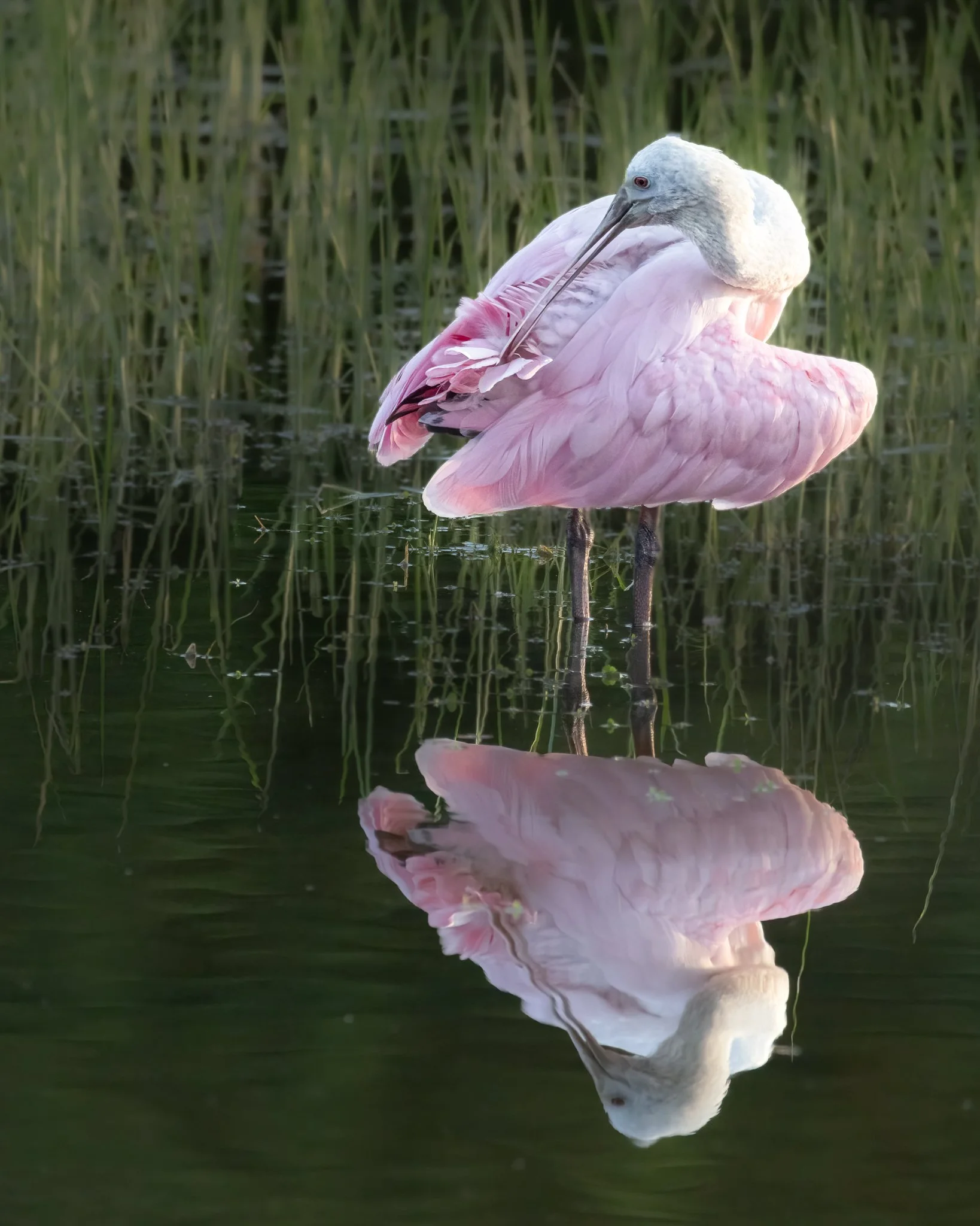 A Study in Pink - Roseate Spoonbill