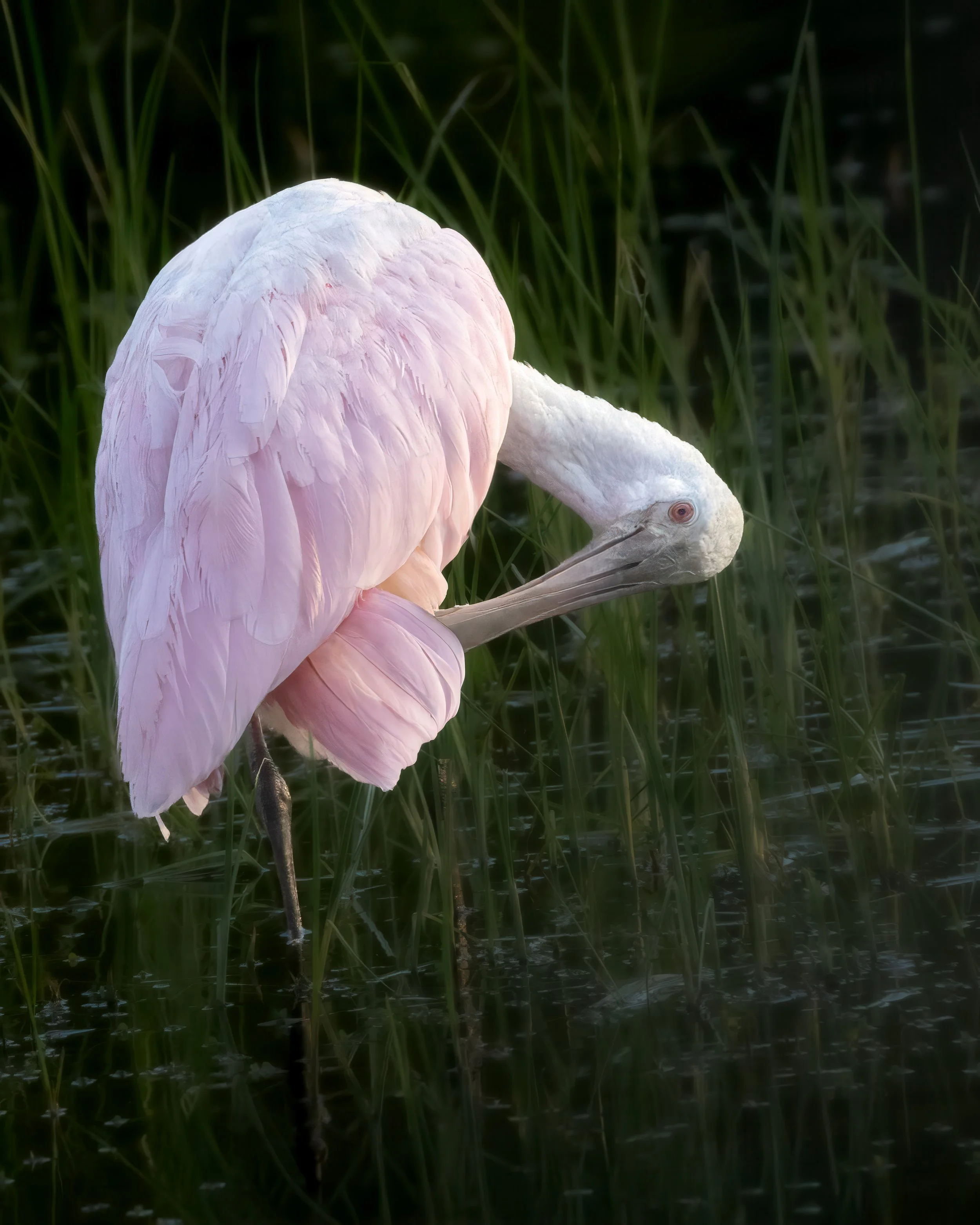 Echoes in Rose - Roseate Spoonbill