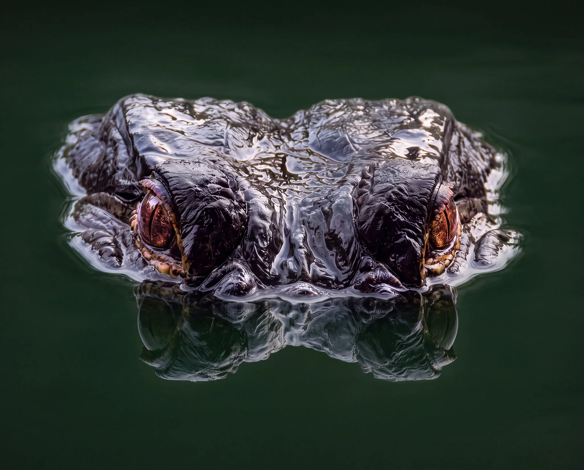 Marine Life and Predators