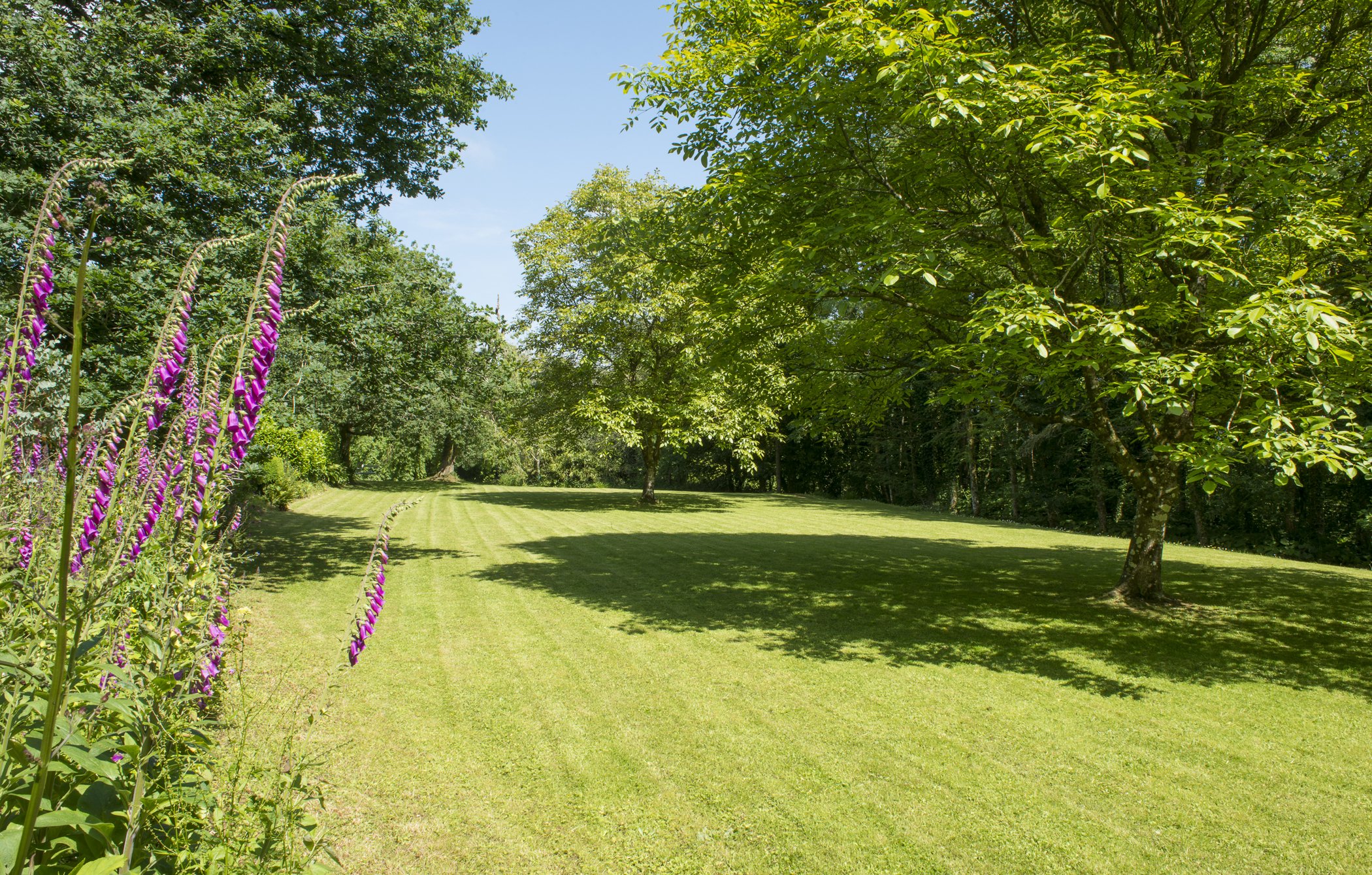 A grassy area with green trees and shrubs, blue sky, and purple flowers on the left at Parnacott house.