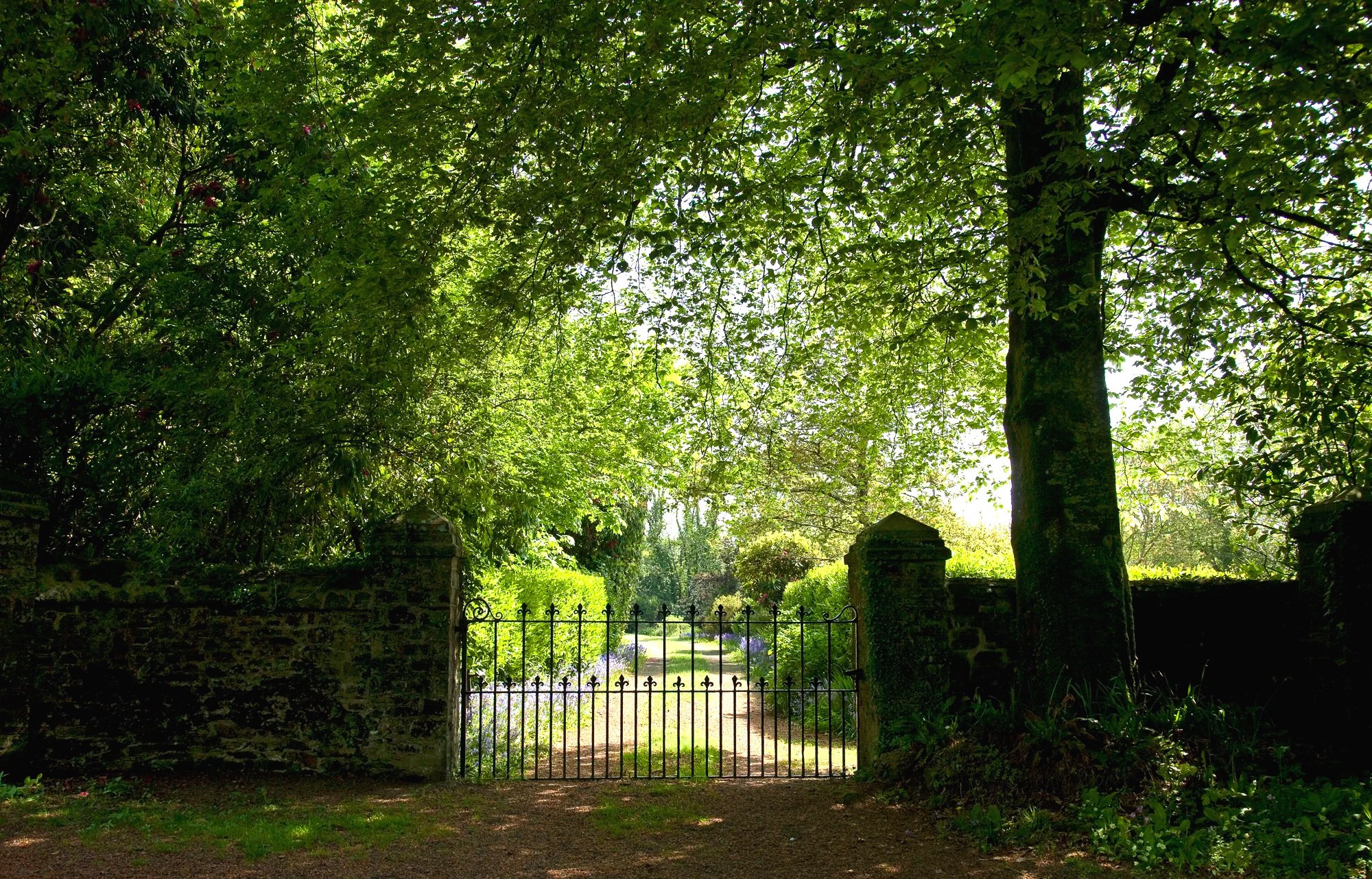 A green, leafy outdoor scene with a large tree and a wrought iron gate leading to a garden area, illuminated by sunlight filtering through the leaves at Parnacott house.
