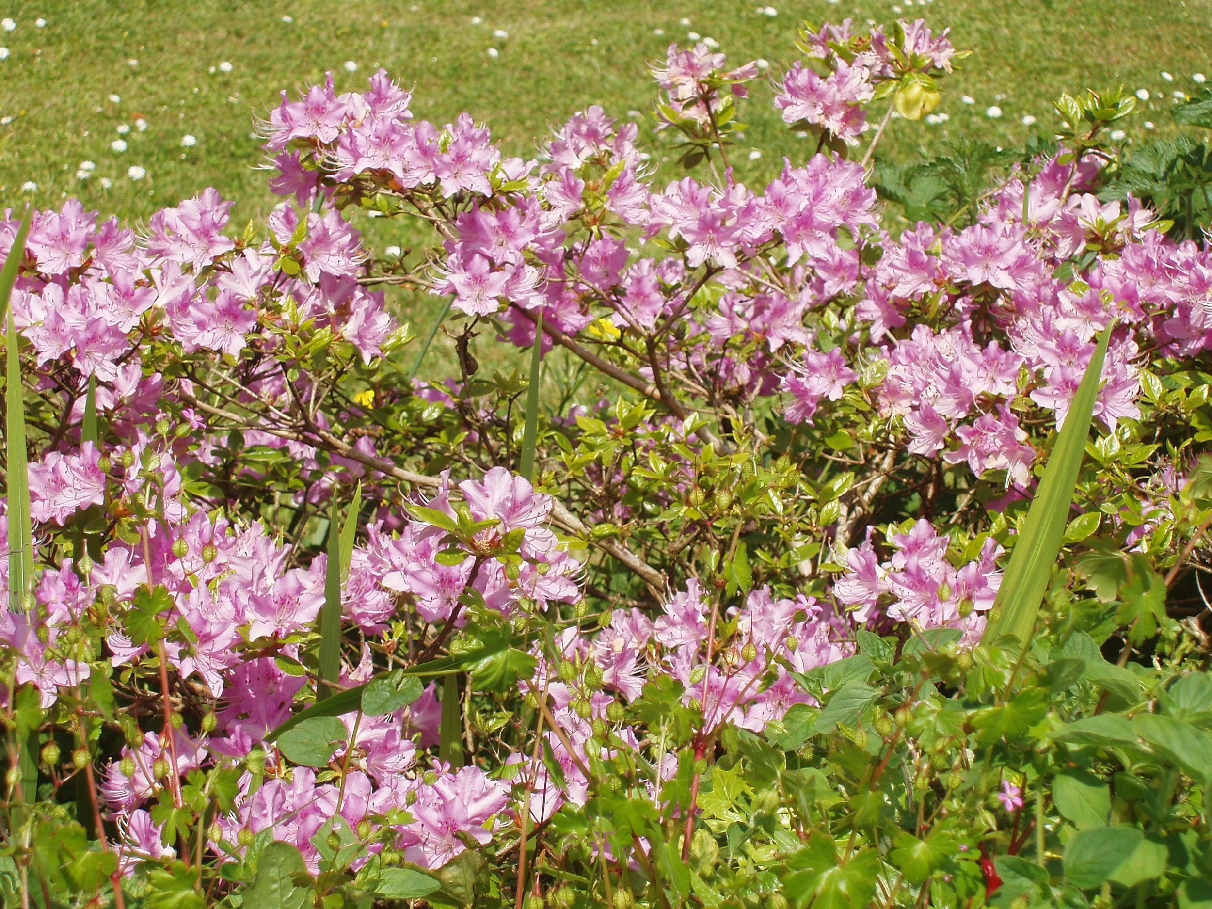 Pink flowers blooming on green shrubbery in a garden with a grassy background at Parnacott house.