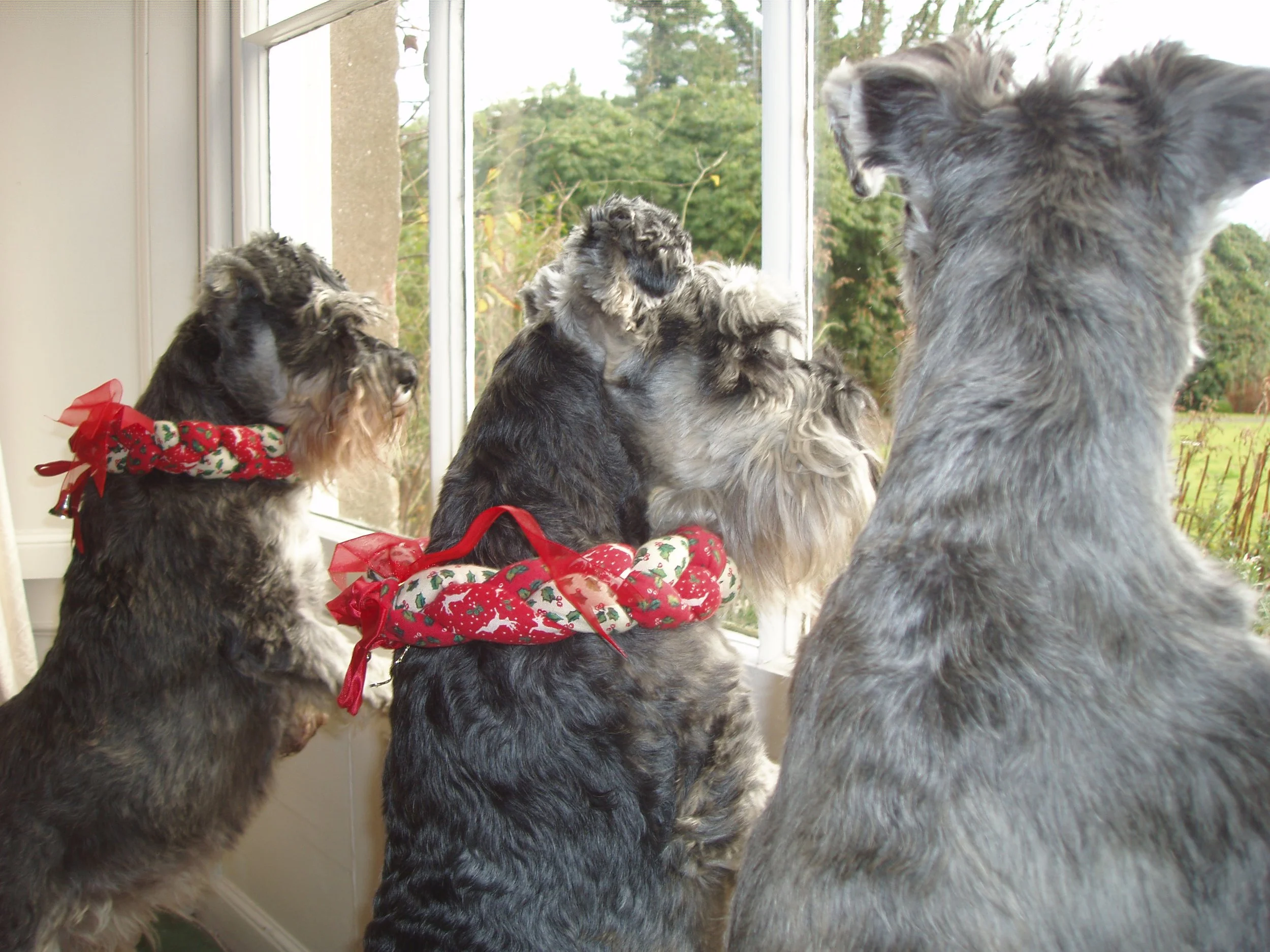 Four puppies with fluffy gray and black fur inside, looking out a window decorated with holiday-themed ornaments and ribbons, with autumn trees in the background at Parnacott house.