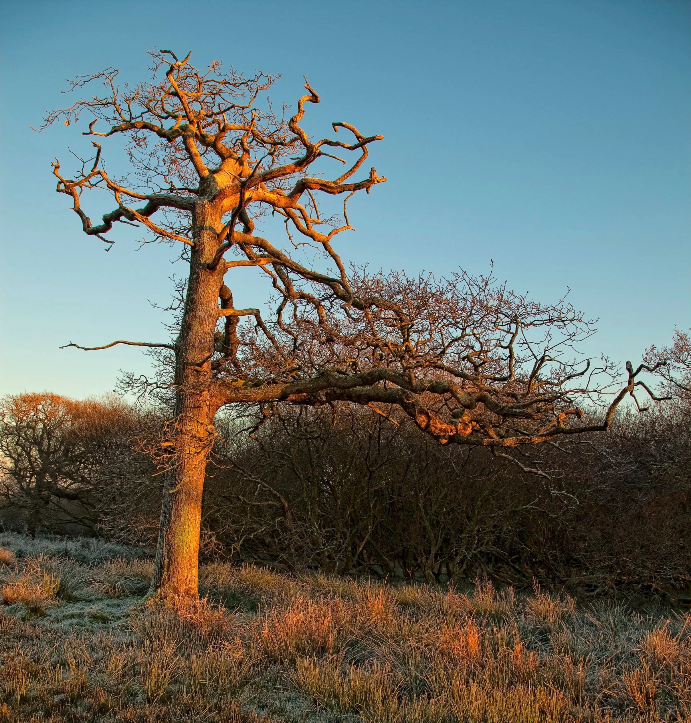 A leafless tree illuminated by sunset light stands on a grassy area with frost, with additional trees in the background under a clear sky at Parnacott house.