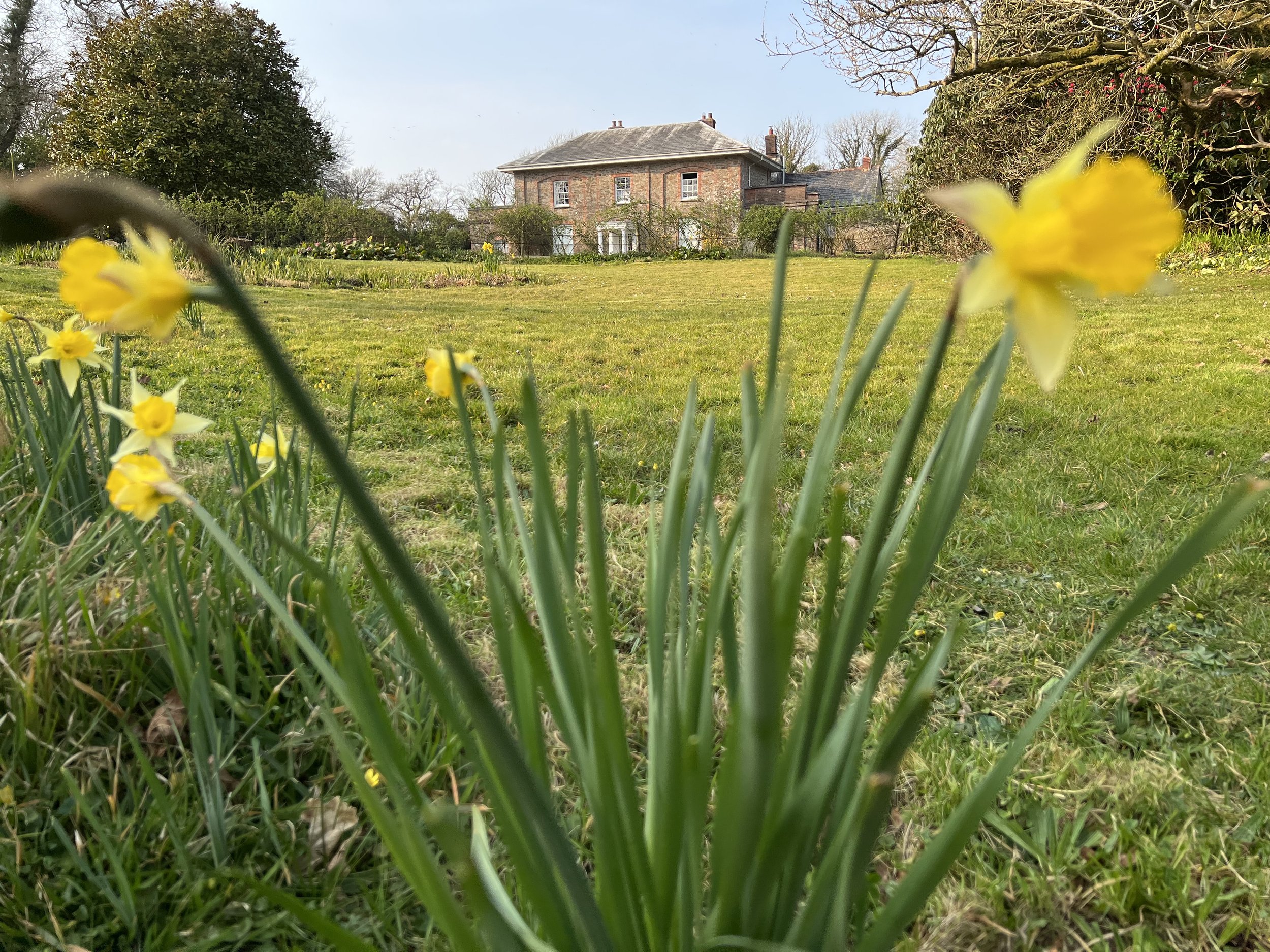 A view of a house in the distance through a garden with yellow flowering plants in the foreground at Parnacott house.