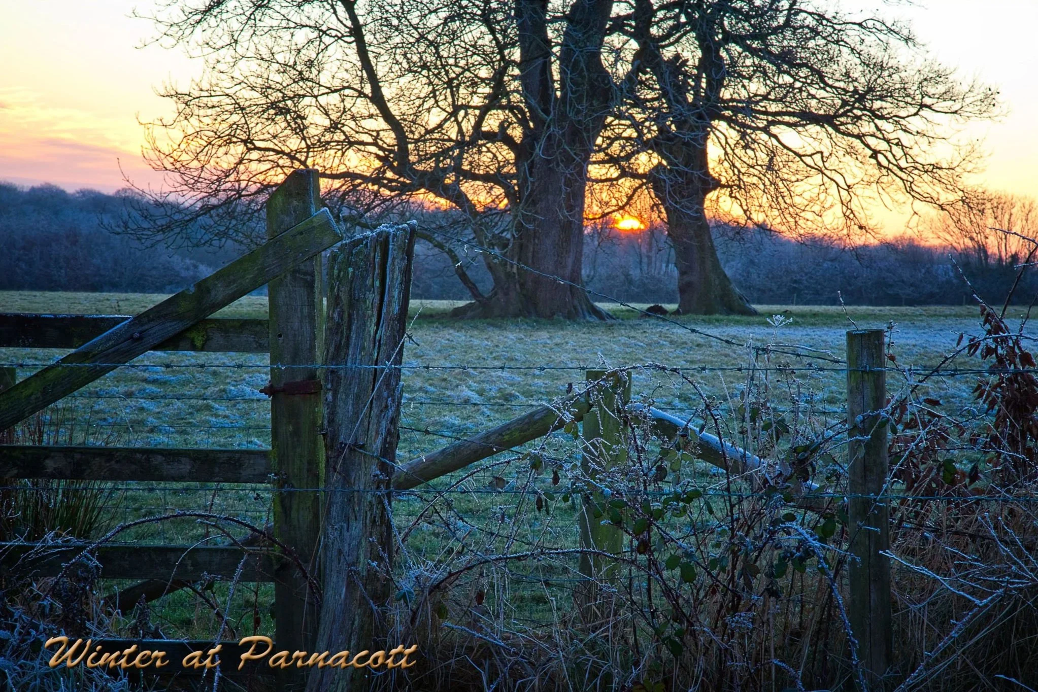 A winter scene at sunrise with frost-covered grass and barbed wire fencing in the foreground, large leafless trees in the background, and a colorful sky with the sun partially visible near the horizon at Parnacott house.