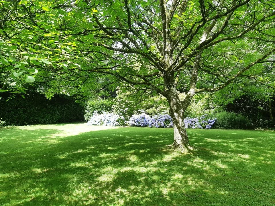 A lush green backyard with a large tree casting dappled shade, surrounded by bushes and flowering plants at Parnacott house.