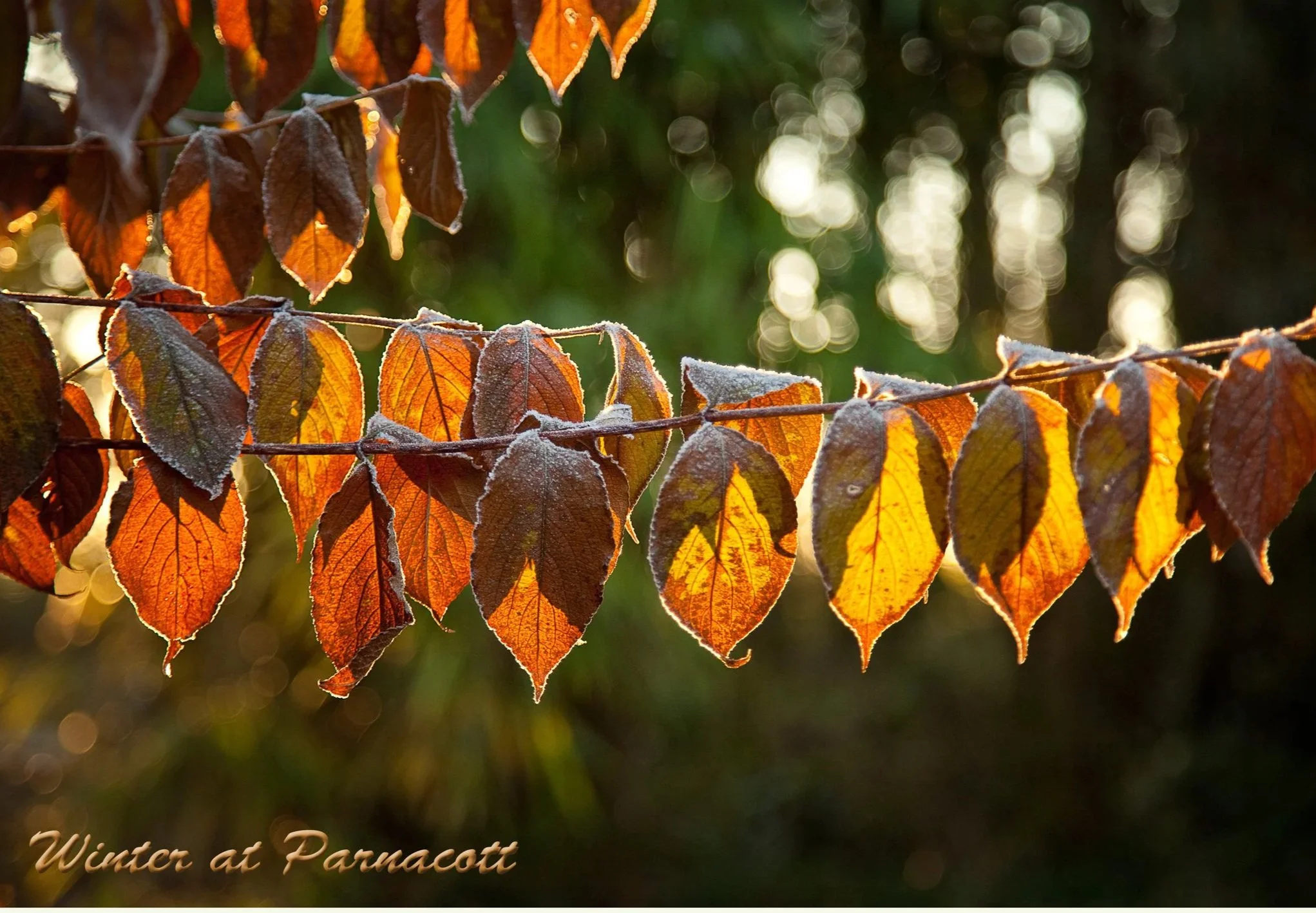 Close-up of frosted autumn leaves on a branch with sunlight in the background, with the caption 'Winter at Parnacott' in the bottom left corner at Parnacott house.