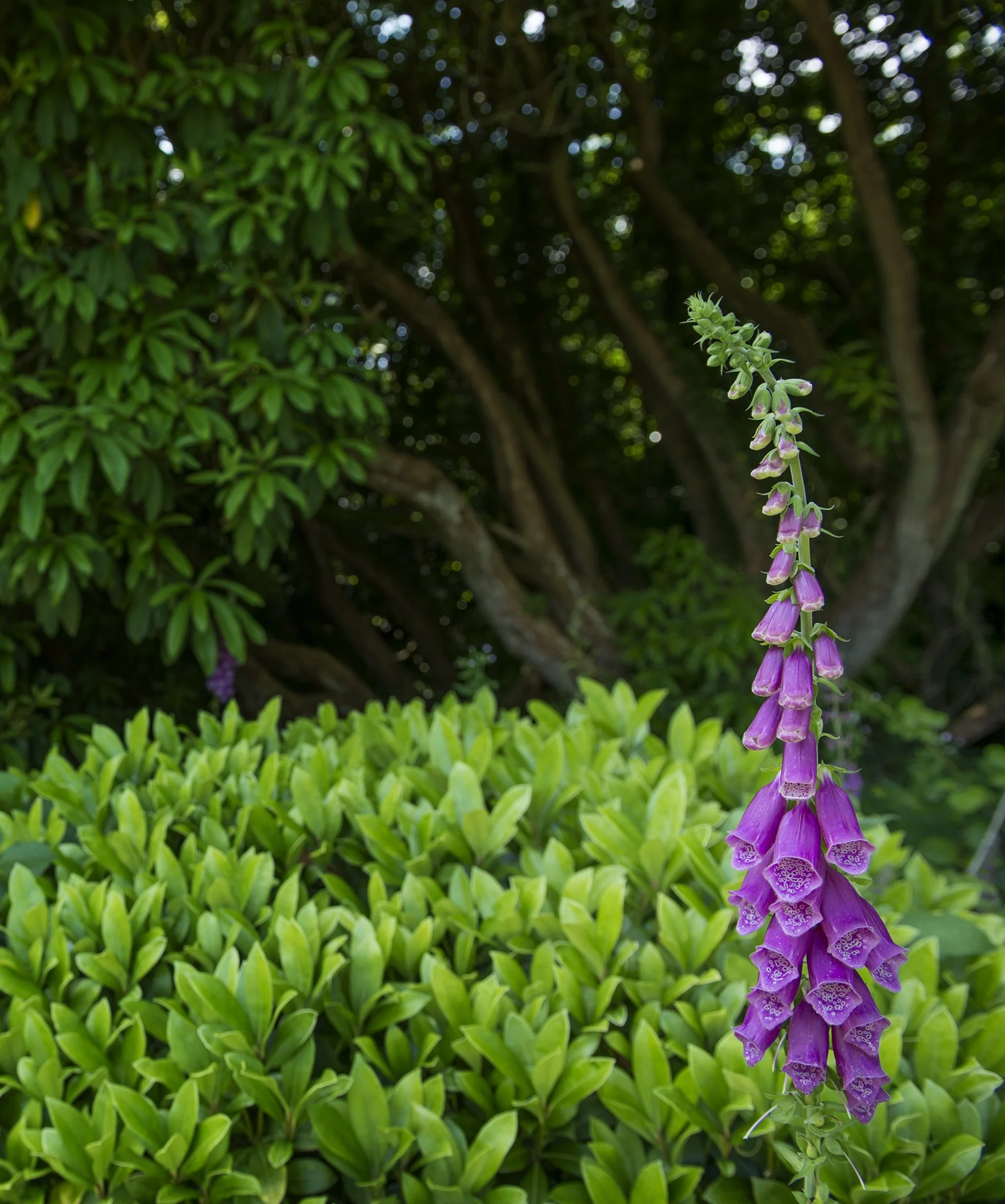 Purple foxglove flower with clusters of small bell-shaped blossoms in a garden setting, surrounded by green foliage and a shaded background at Parnacott house.