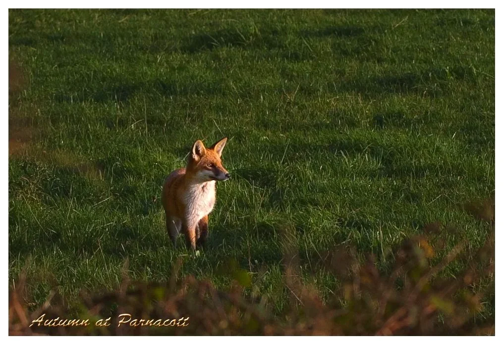 A fox standing in a grassy field with the sun casting shadows, captioned 'Autumn at Parnacott'.