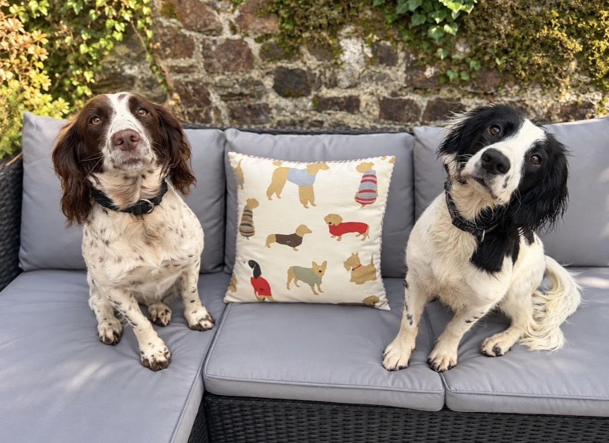 Two dogs sitting on a gray outdoor couch with a decorative pillow between them, outdoor plants and a stone wall in the background at Parnacott house & Parnacott Paws.