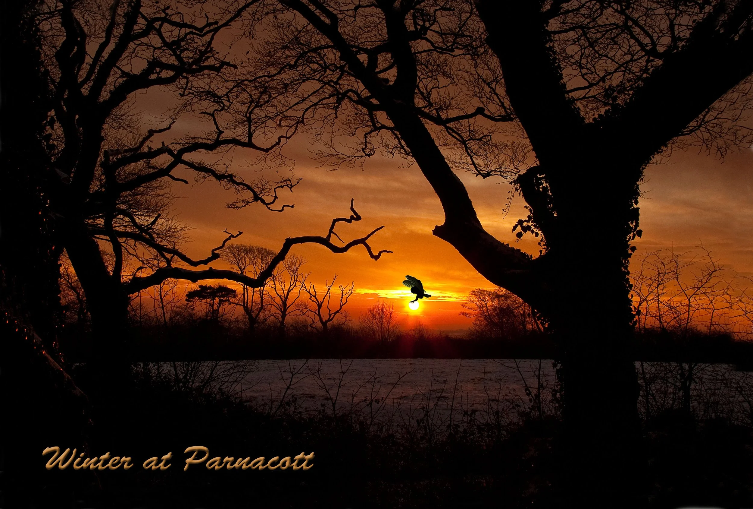 A silhouette of leafless trees against an orange sunset sky with a single bird flying near the horizon. Text at the bottom reads, 'Winter at Parnacott.'