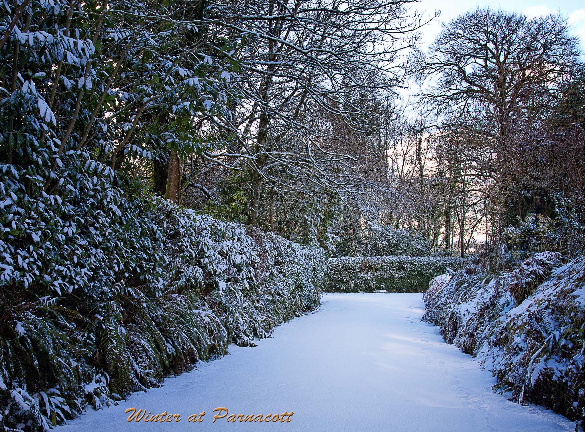 A snow-covered pathway lined with trees and bushes, with snow on the branches, during winter at Parnacott.