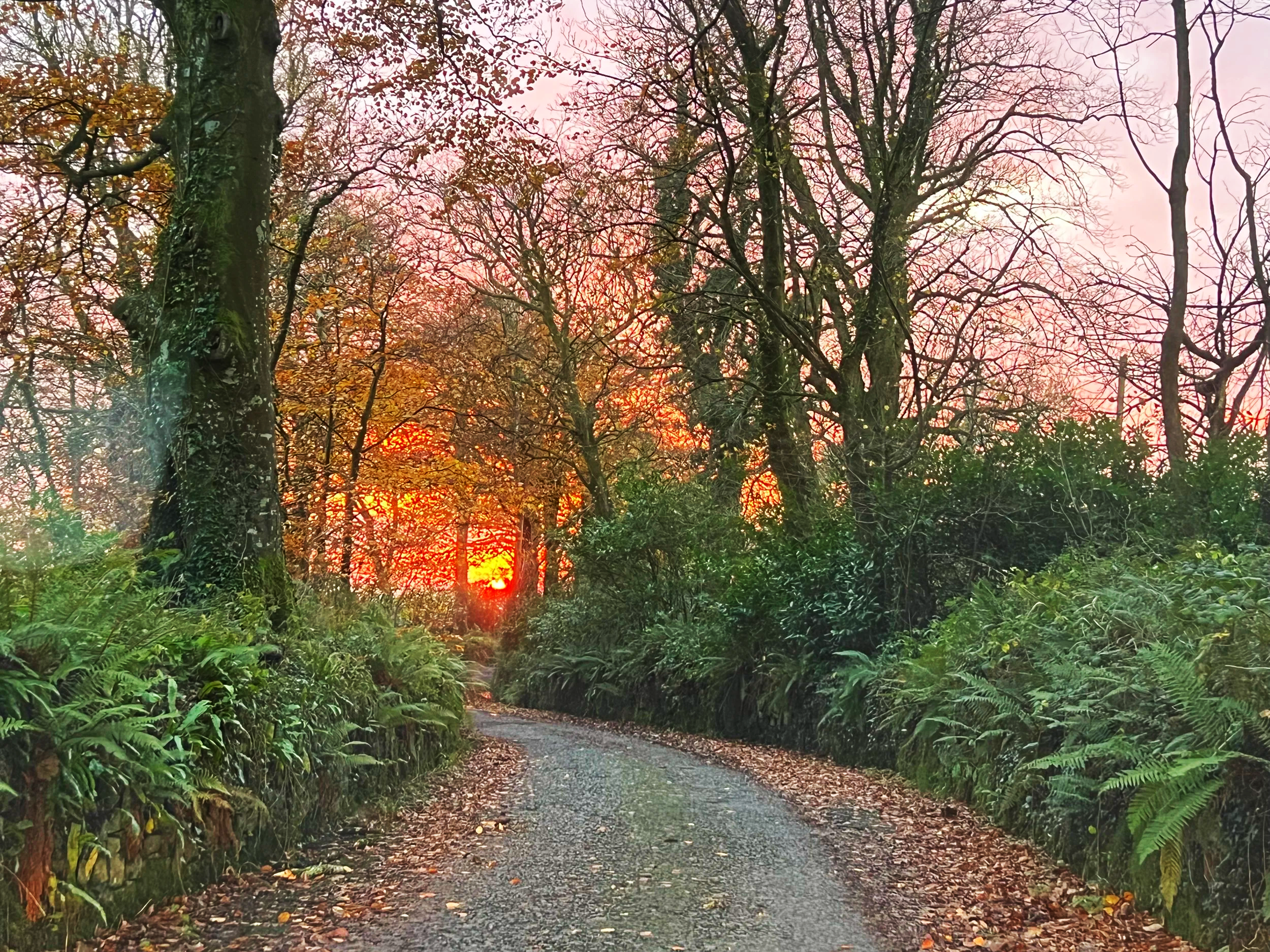 A winding gravel path through a wooded area with trees and greenery. The sun is setting or rising, casting a warm glow through the trees in the background at Parnacott house.