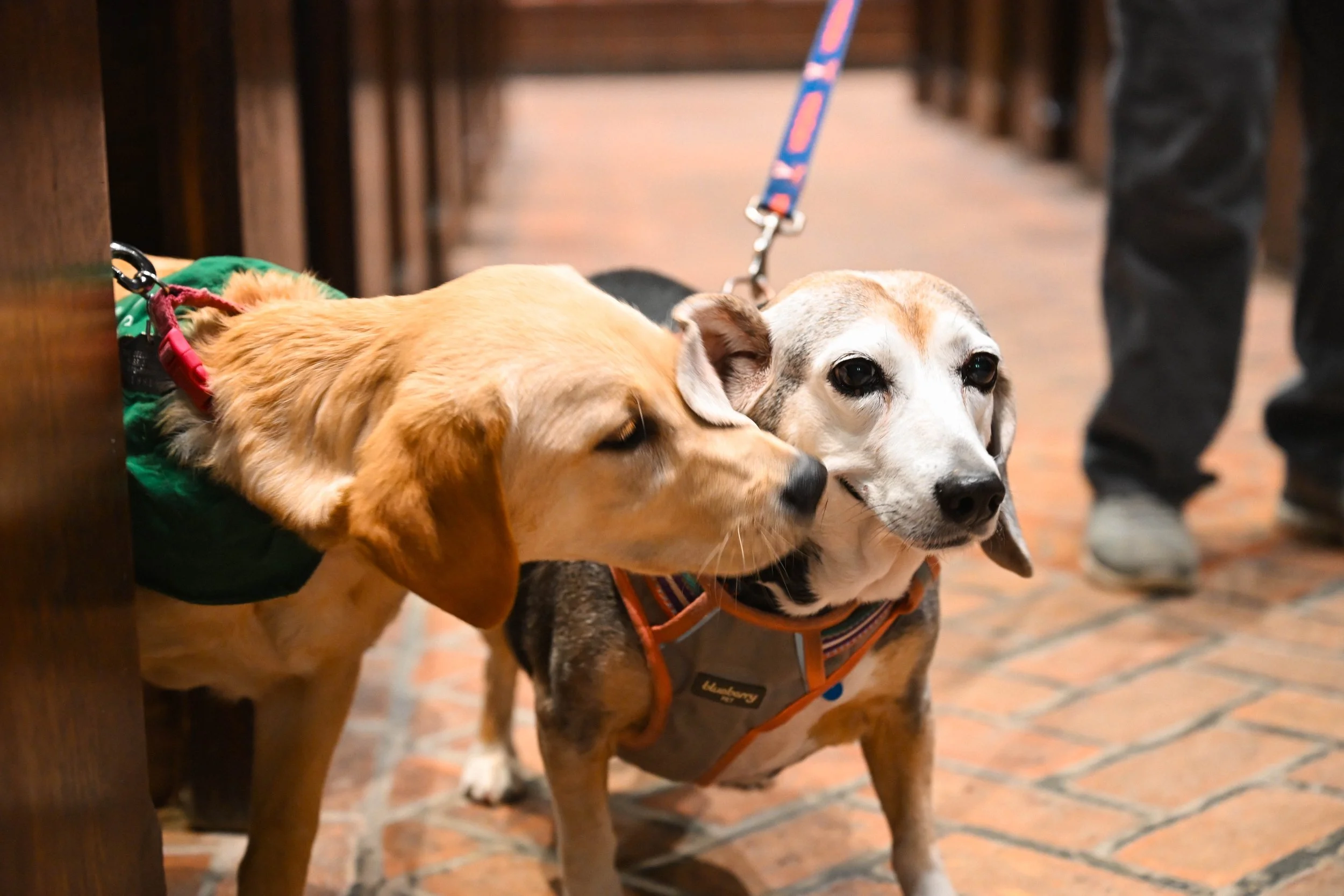 Blessing of the Animals
