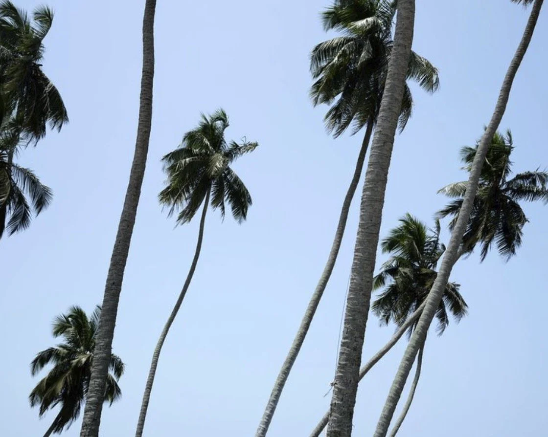 Palm tress on the coast of Ghana against a blue sky.