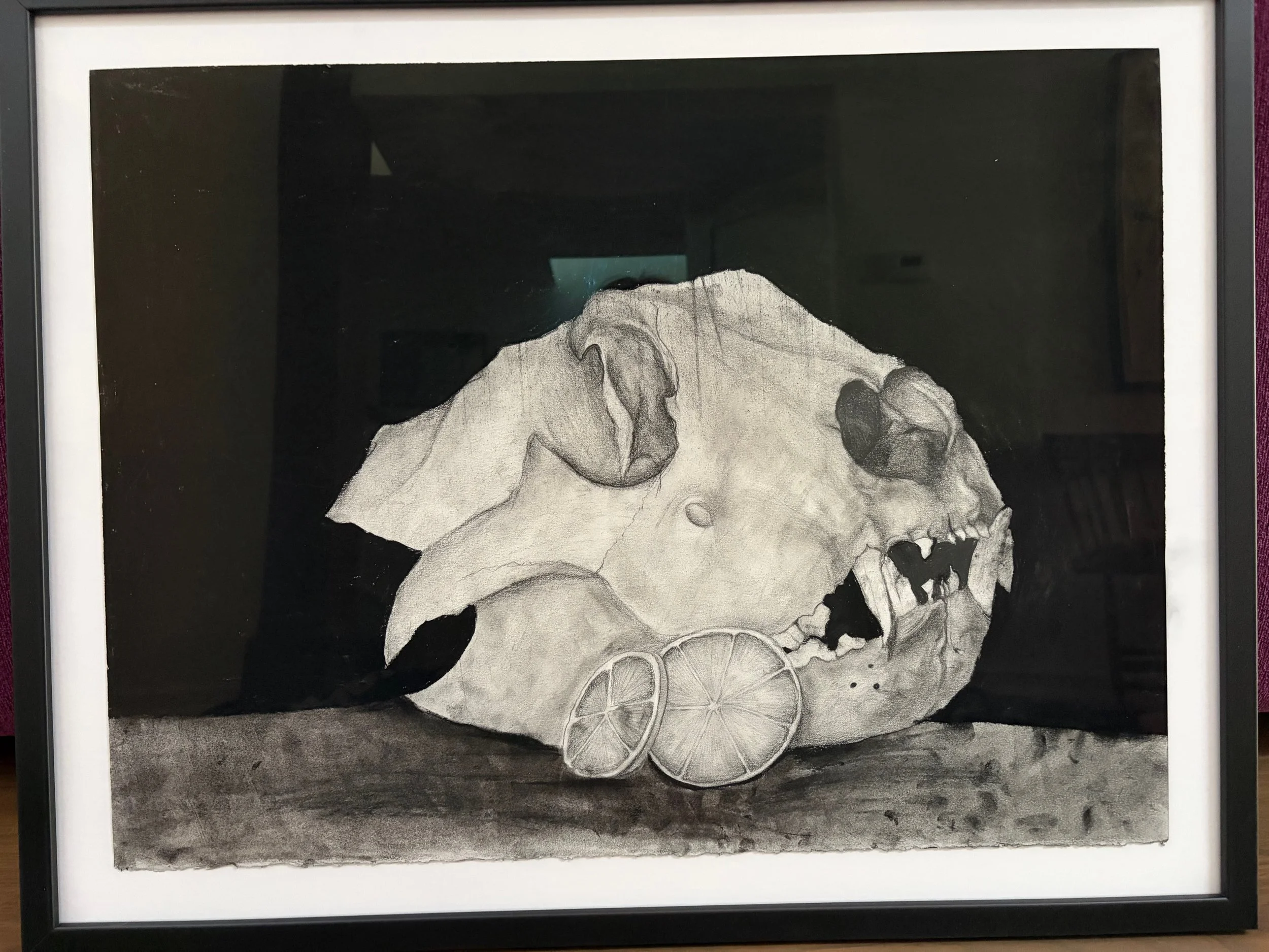 Citrus Skull, Charcoal on paper