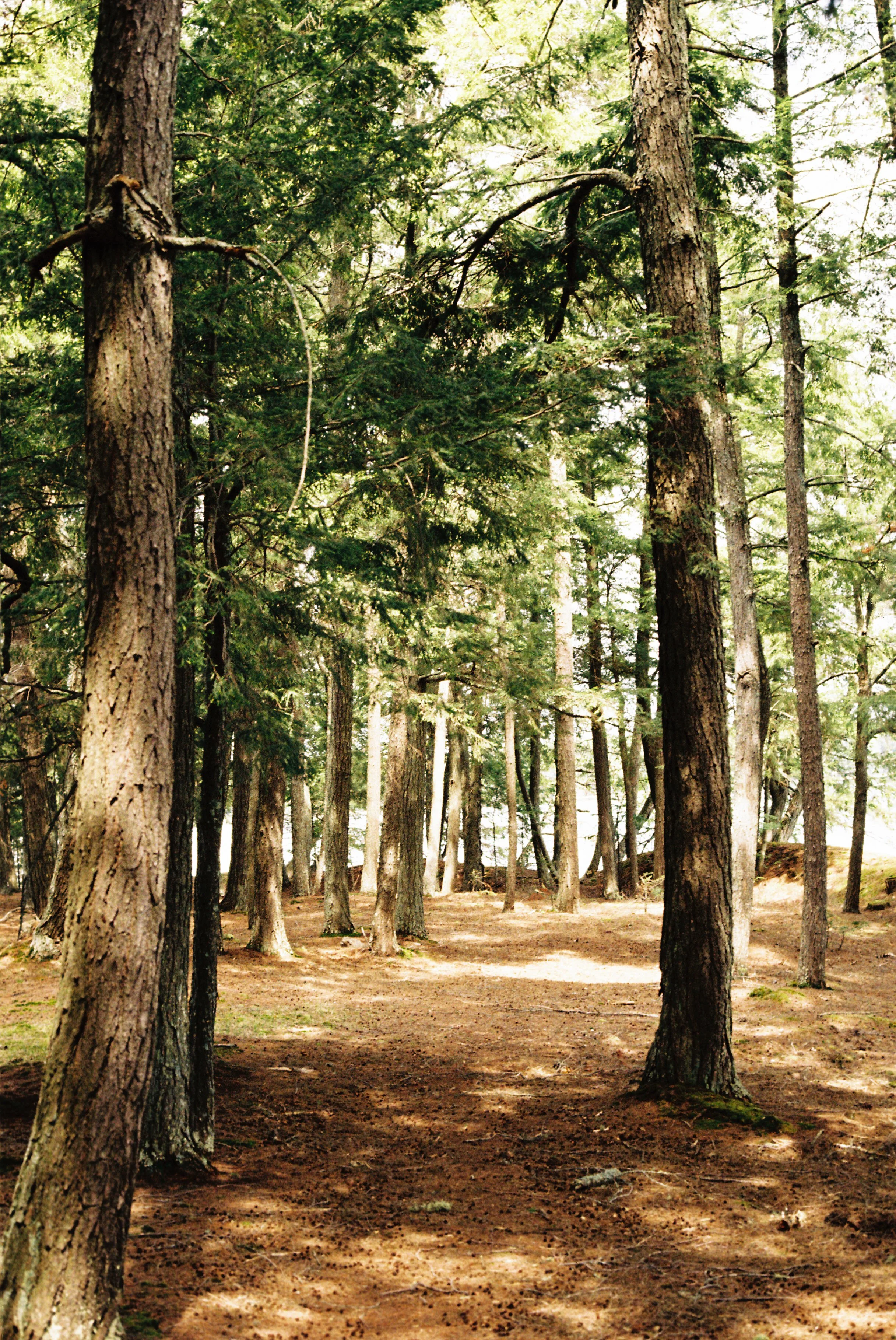 A dense forest of tall pine trees in Northern Wisconsin with a dirt floor and patches of sunlight filtering through the green leaves.