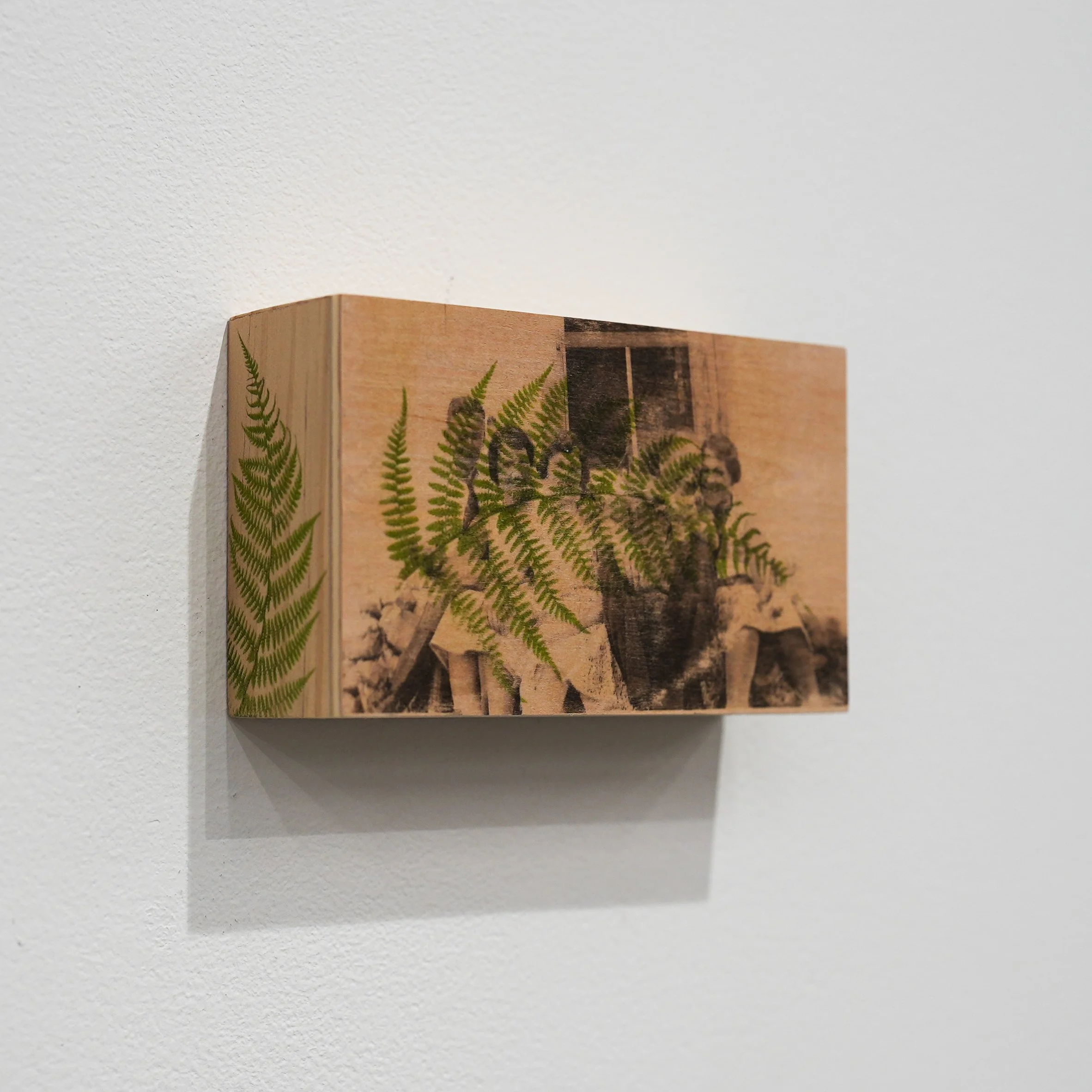 Fern