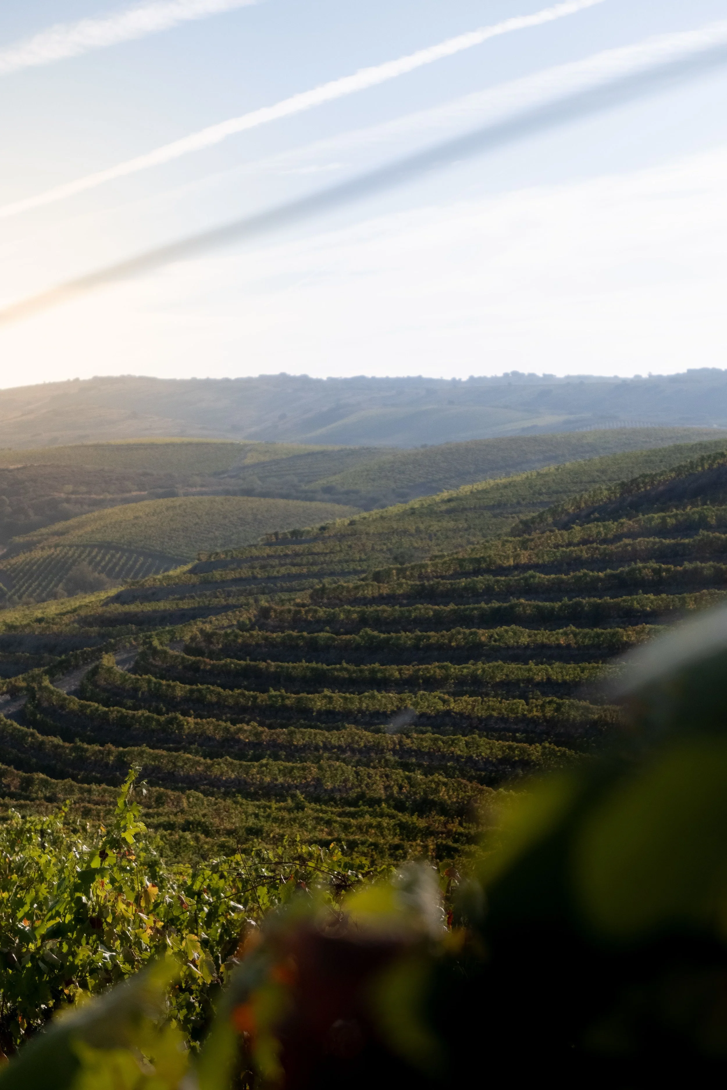 Paisagem de vinhedo com colinas verdes e céu claro.