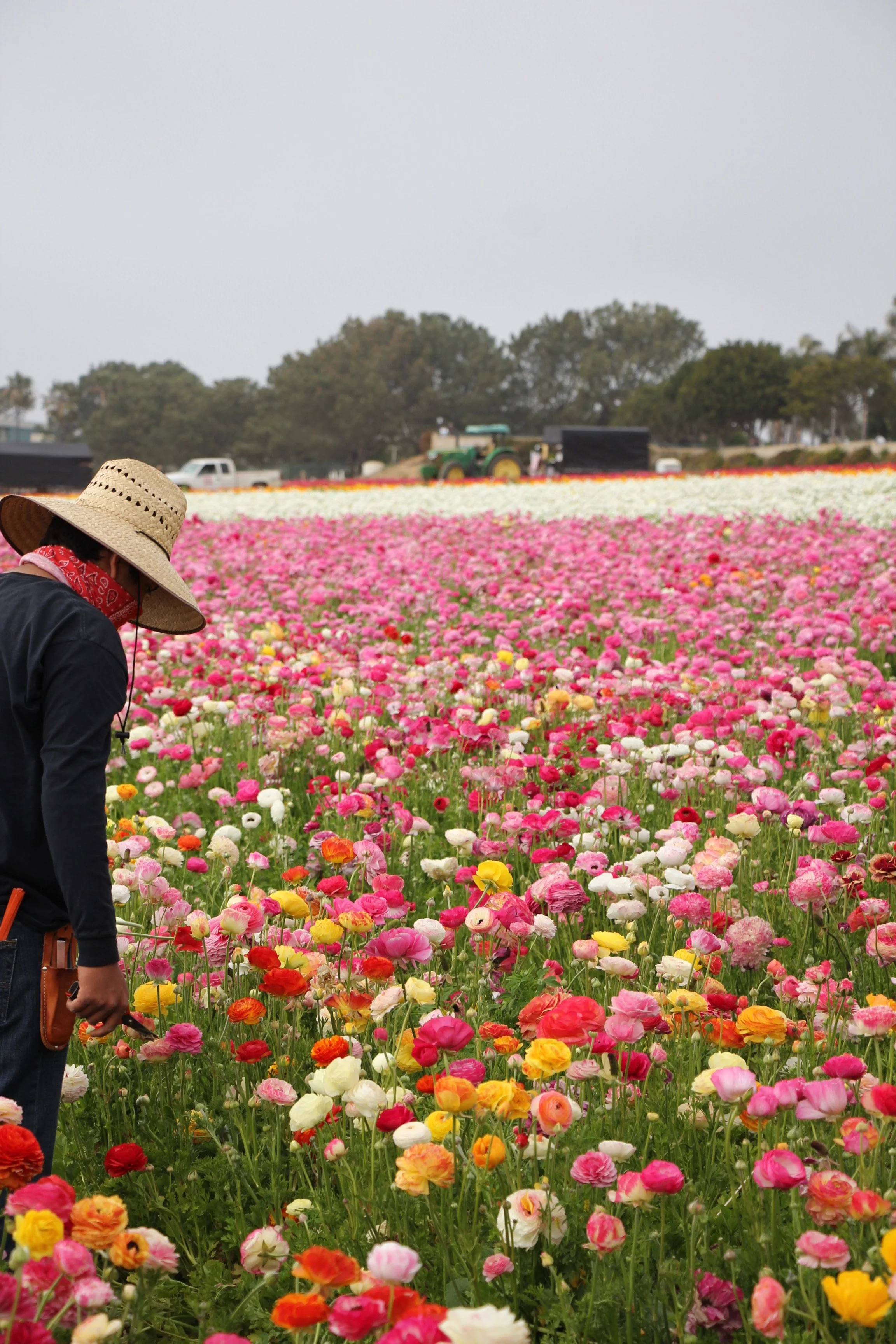 Person wearing a large straw hat and red bandana looking at colorful flowers in a field, with farm equipment and trees in the background.