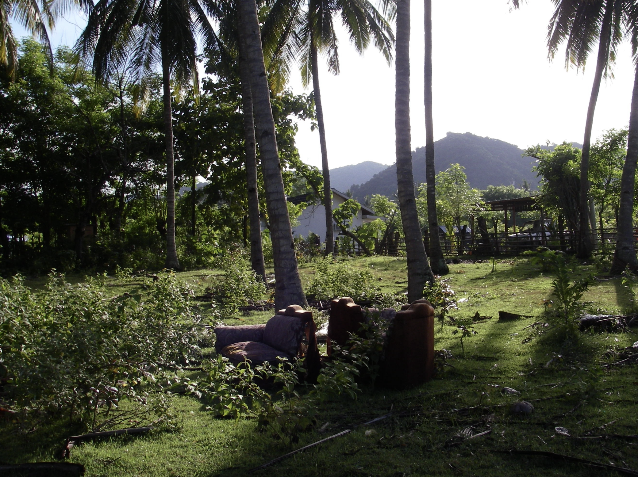 A tropical scene with tall palm trees, a grassy area, green shrubs, hills or mountains in the background, and a few structures partially visible.