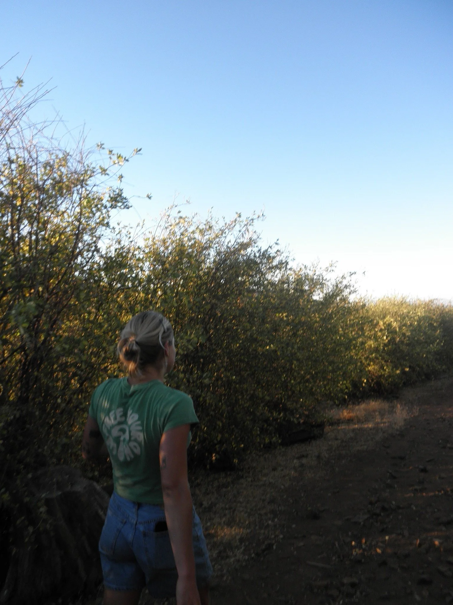 A person with blonde hair tied back, wearing a green t-shirt and blue shorts, walking along a dirt path surrounded by tall bushes or trees in the late afternoon or early evening with clear sky.