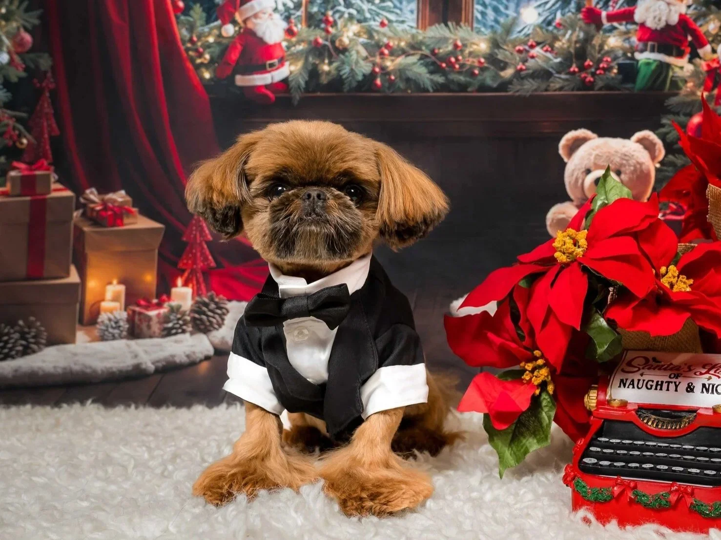 Small dog in a tuxedo posed with poinsettias and Christmas decor, holiday pet portrait by Vasi Studio in Palm Beach Gardens