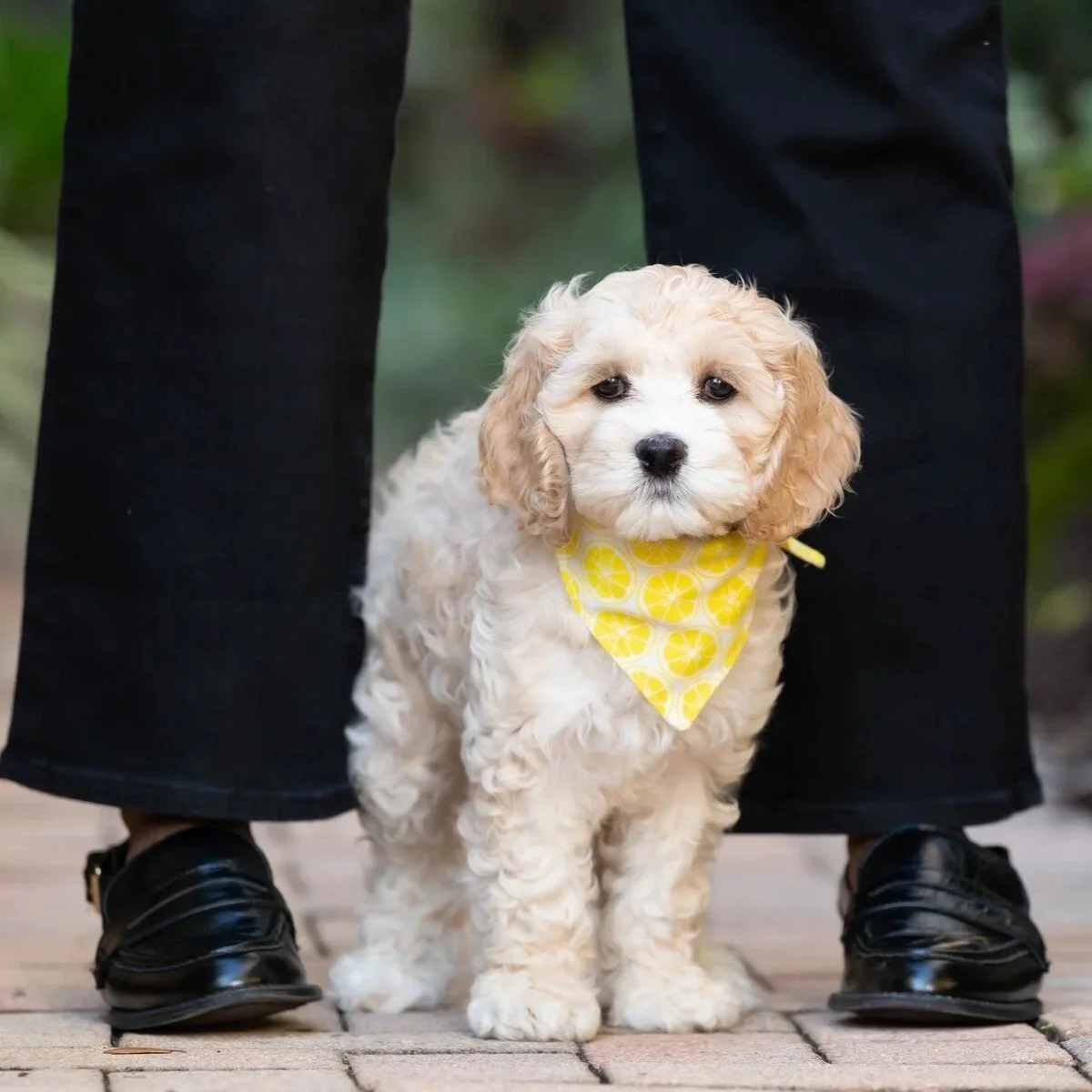 Fluffy cream puppy in a yellow bandana sitting between its owner's feet, puppy portrait