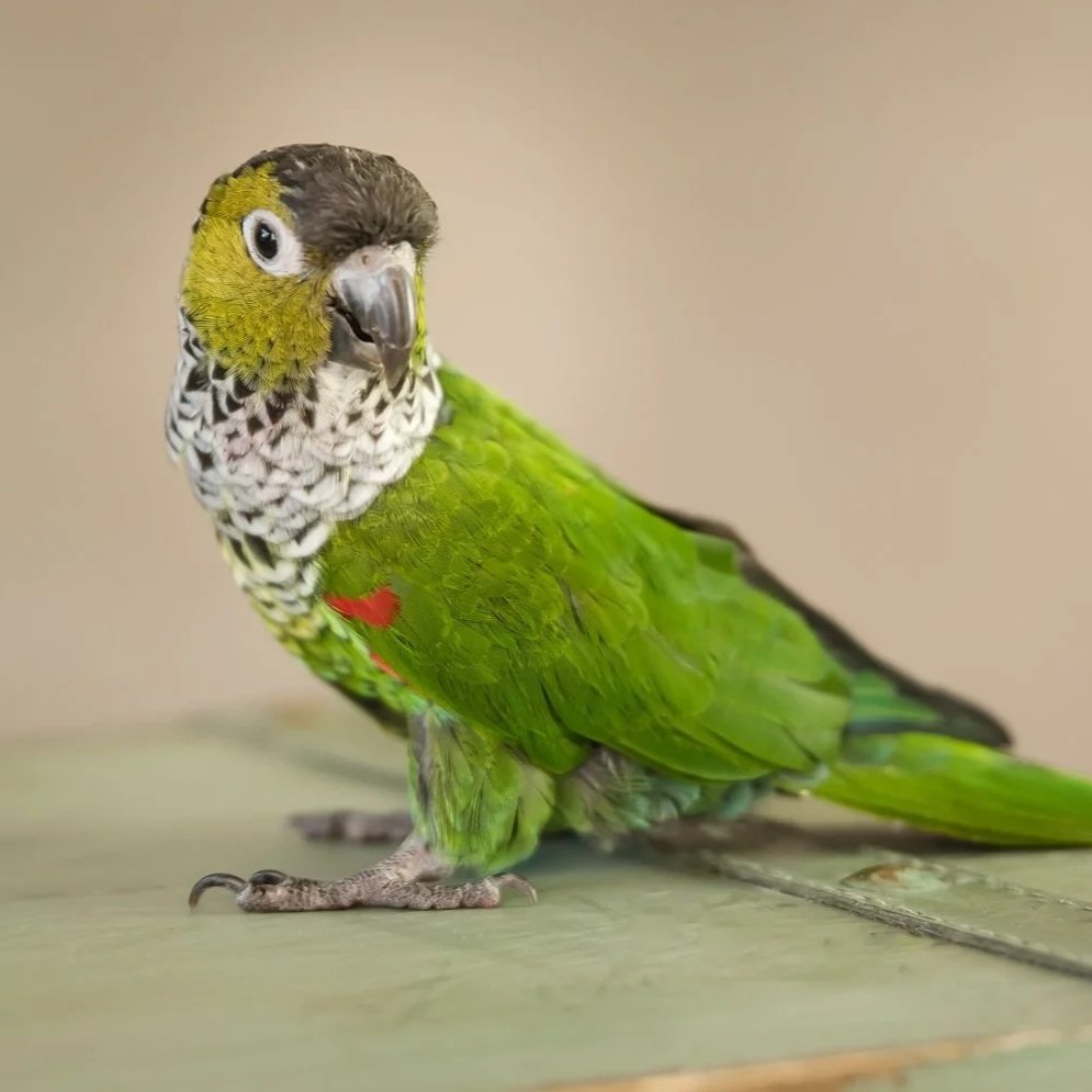 Green conure parrot perched on a branch, exotic bird and pet photography by Vasi Studio
