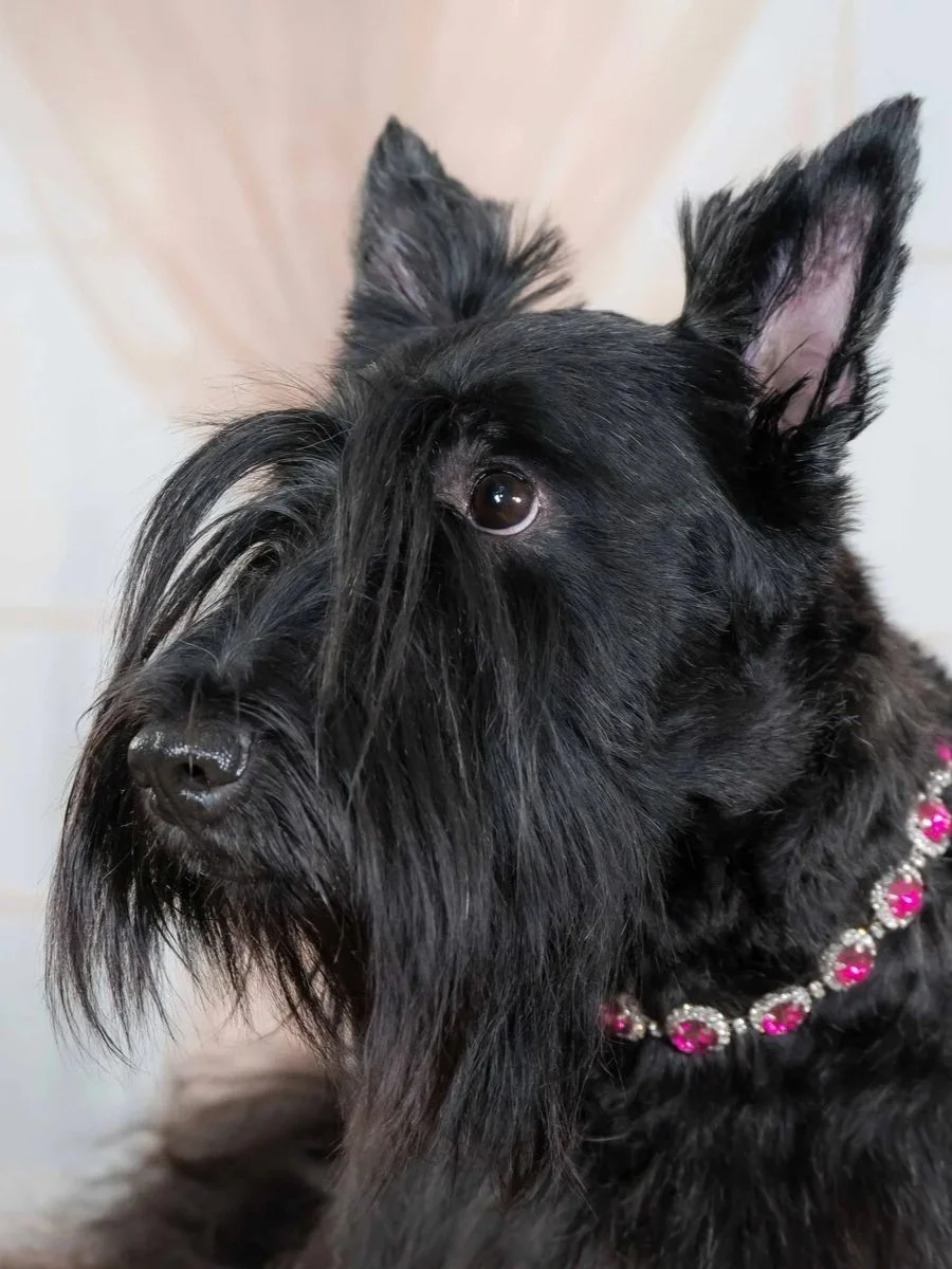 Scottish terrier with a jeweled collar in soft natural light, artistic dog portrait